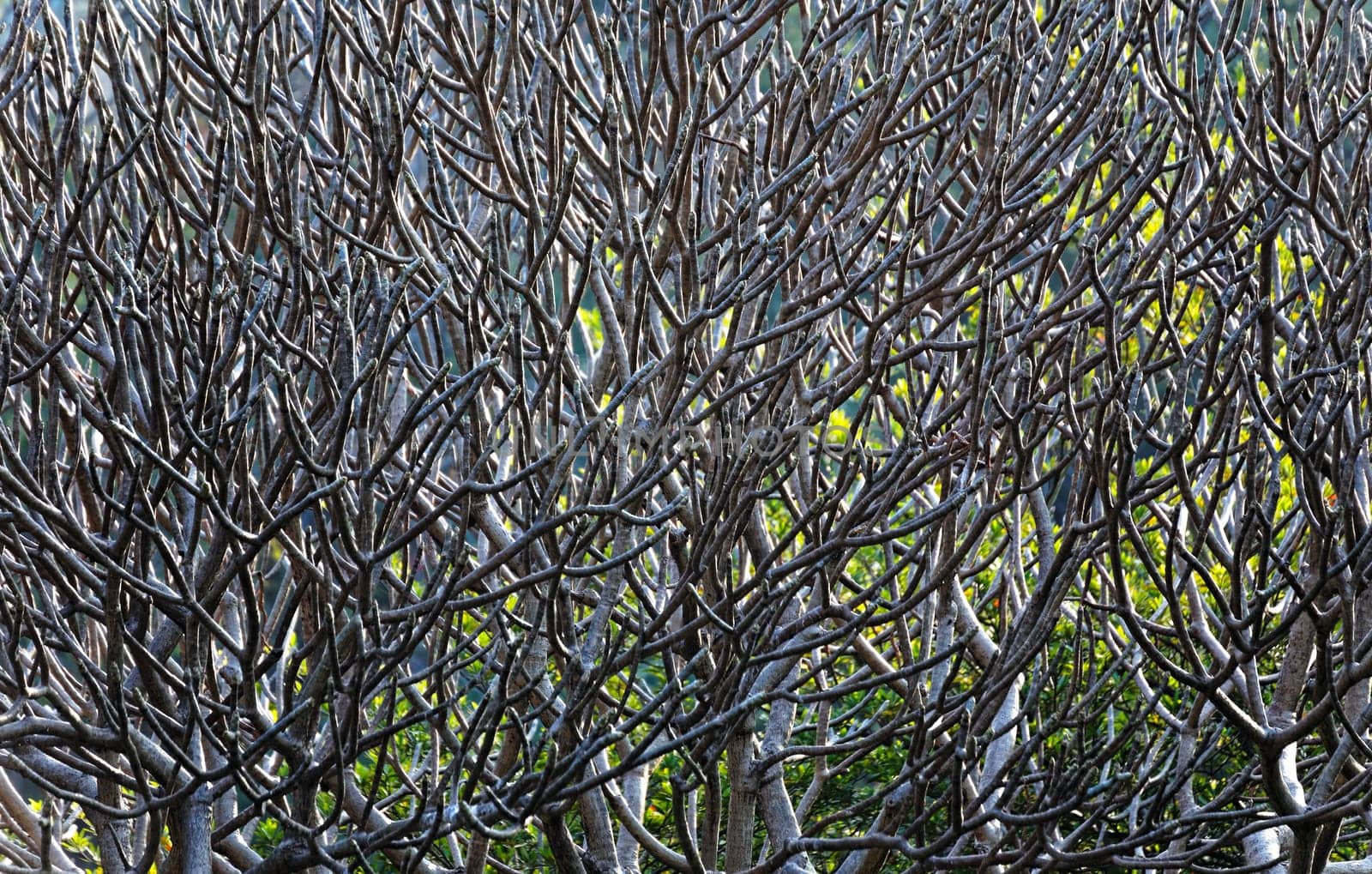 Close Up of tree branches without leaves die a horrible drought for backgorund