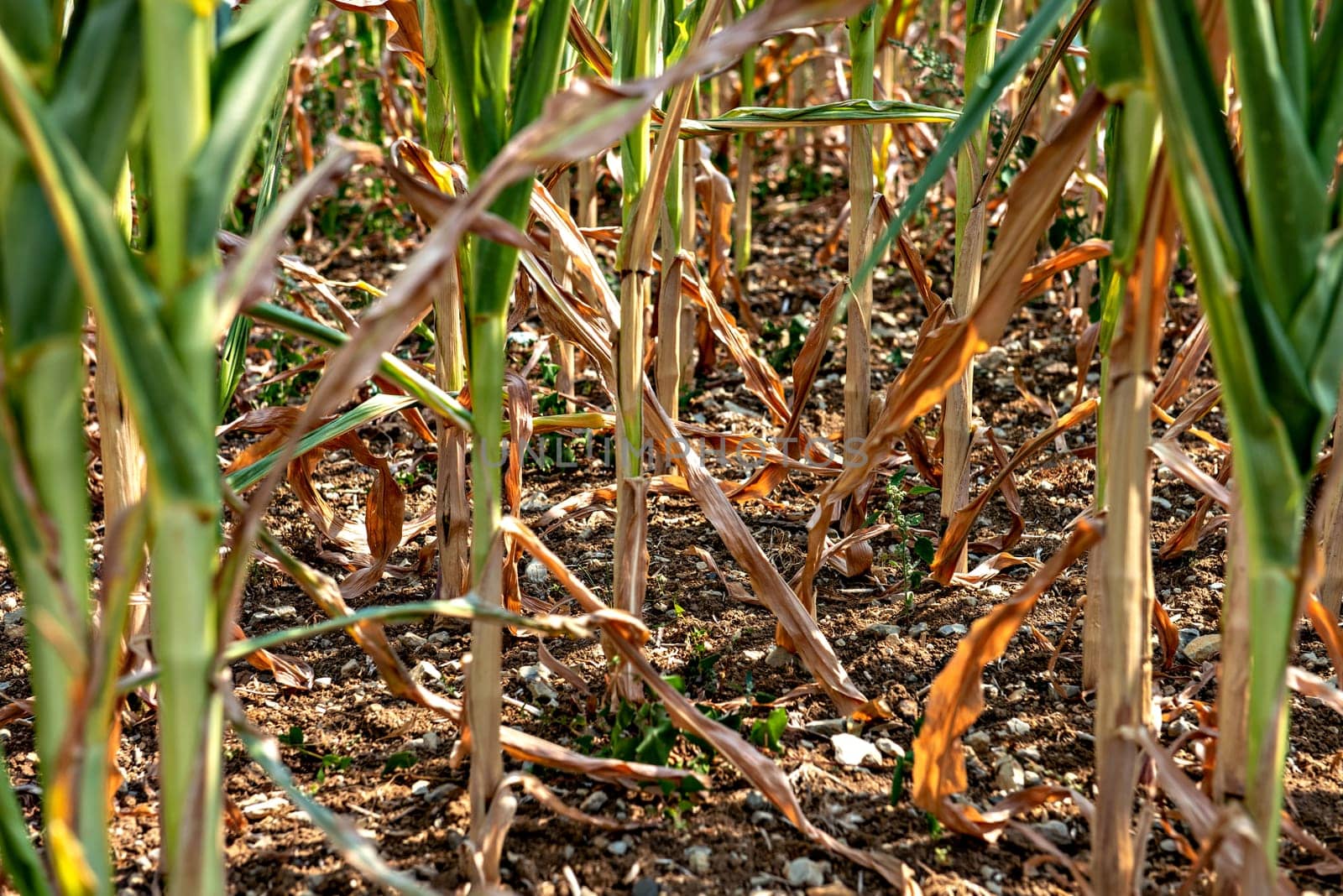 drought corn field in a hot summer