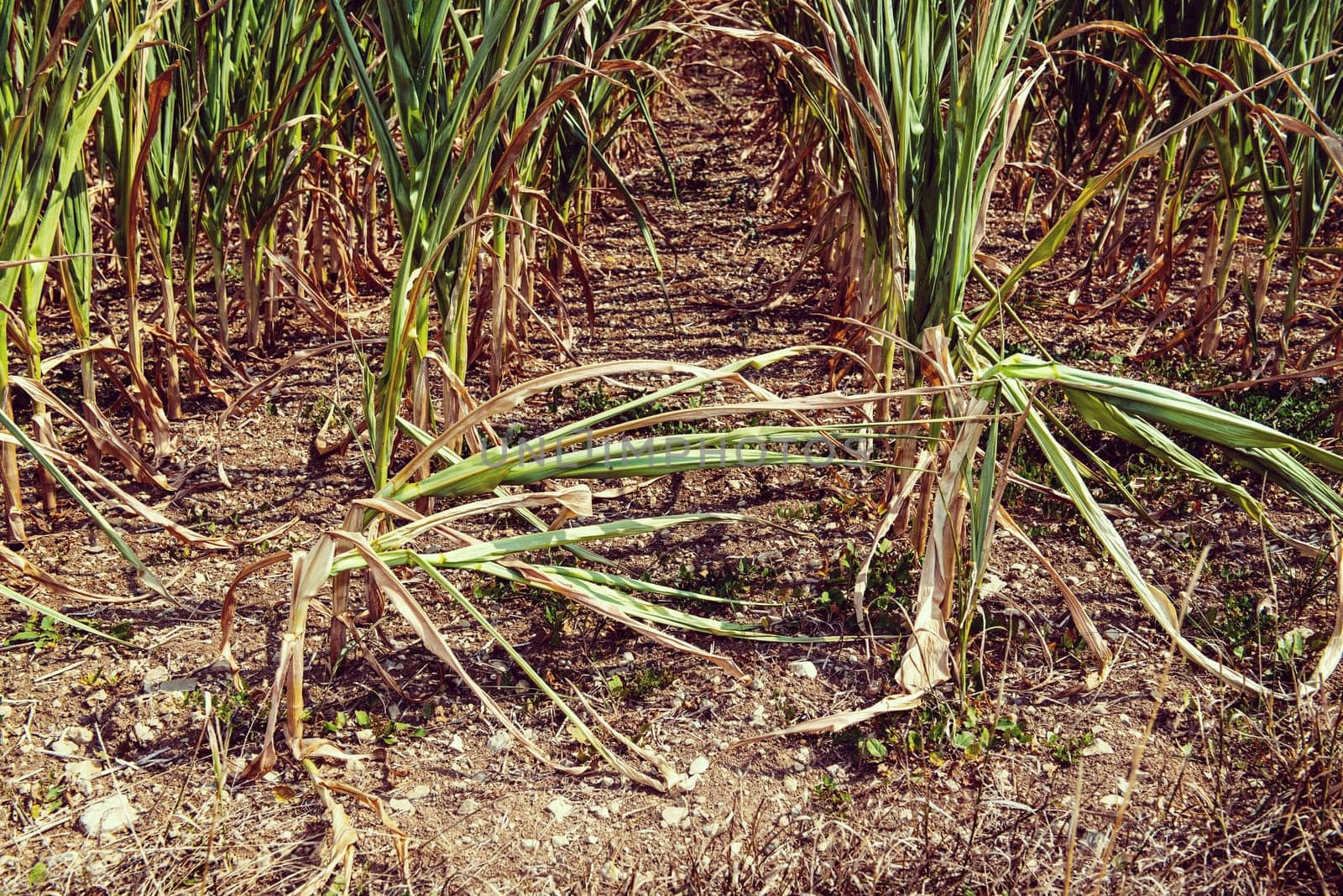 drought corn field in a hot summer