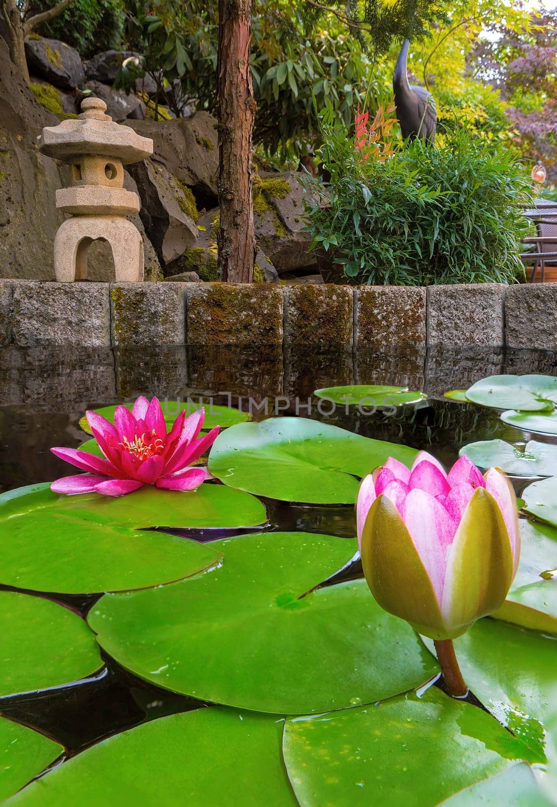 Pink Water Lily blooming in garden backyard pond during summer season