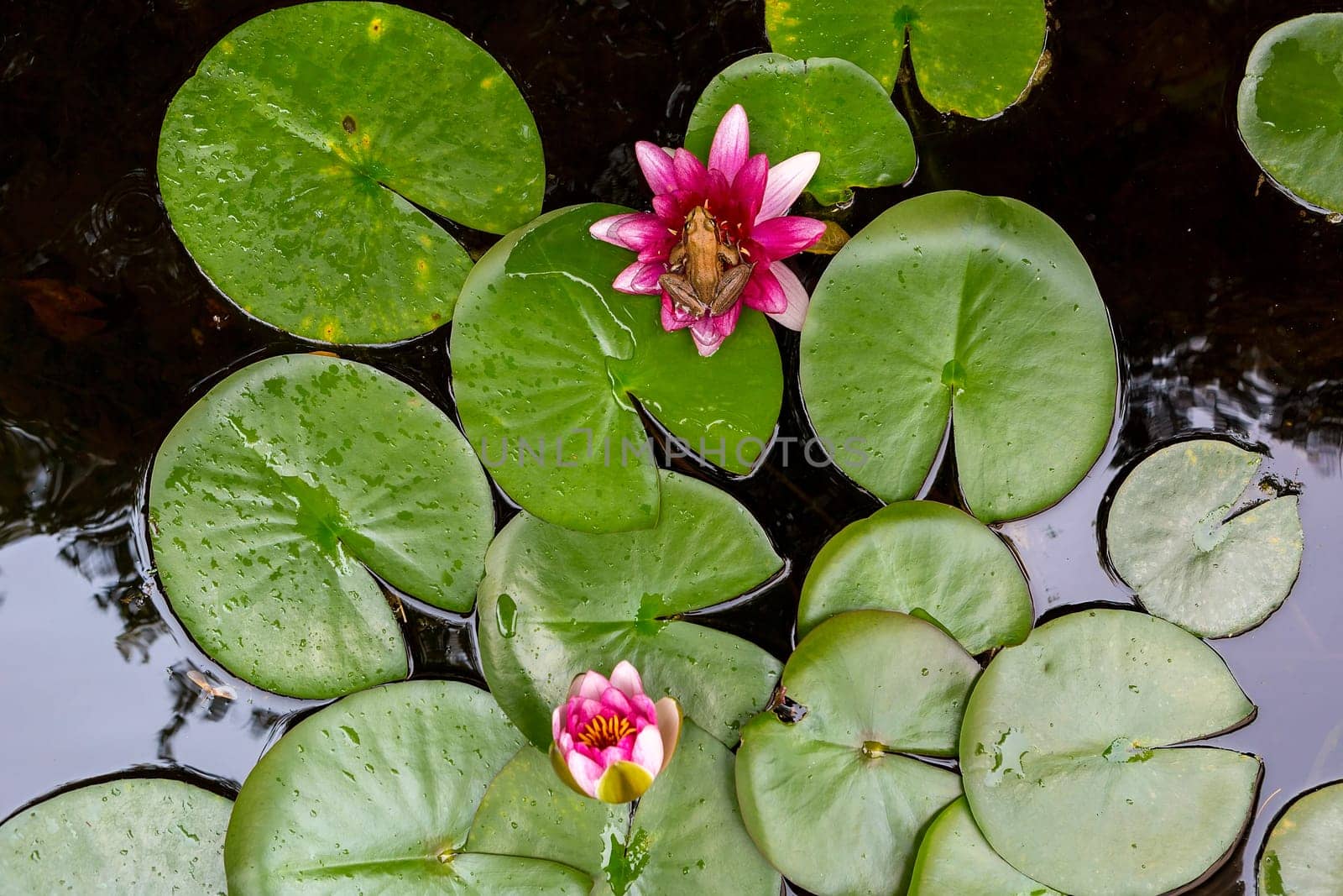 Pacific Chorus Tree Frog sitting on pink Water Lily Flower igarden backyard pond aerial top view