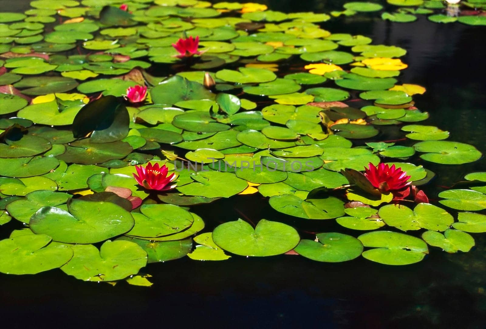 Garden with Water Lily in Pond