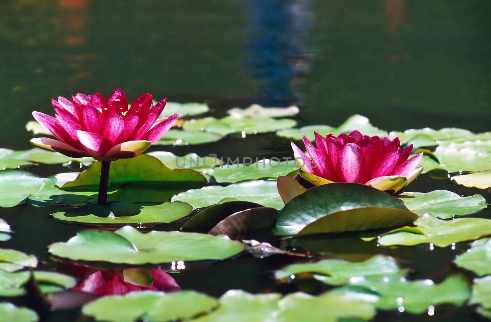 Garden with Water Lily in Pond
