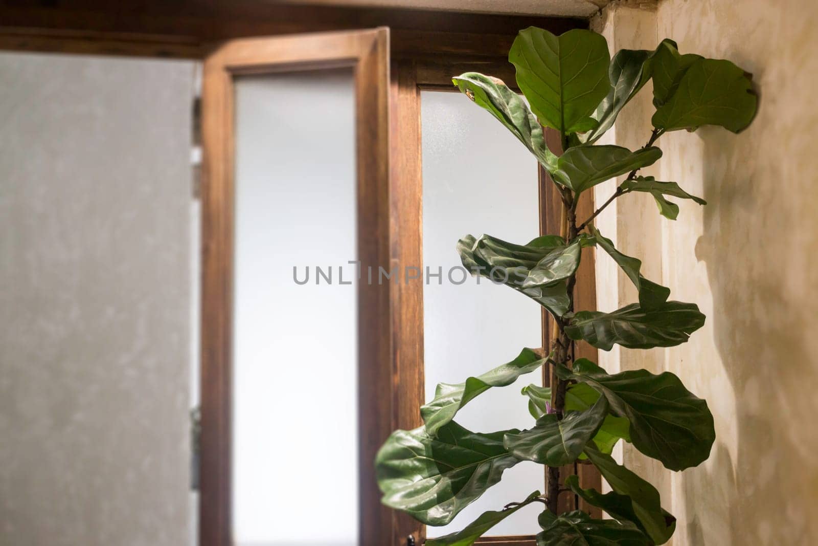 Indoor plant in bright living room, stock photo