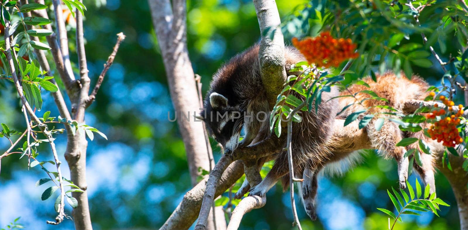 raccon hanging in the tree and resting