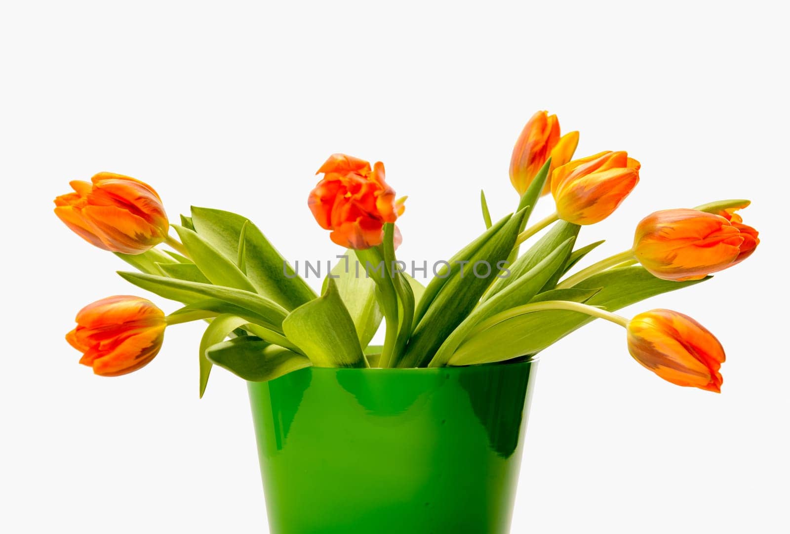 bouquet of orange tulips in front of bright background