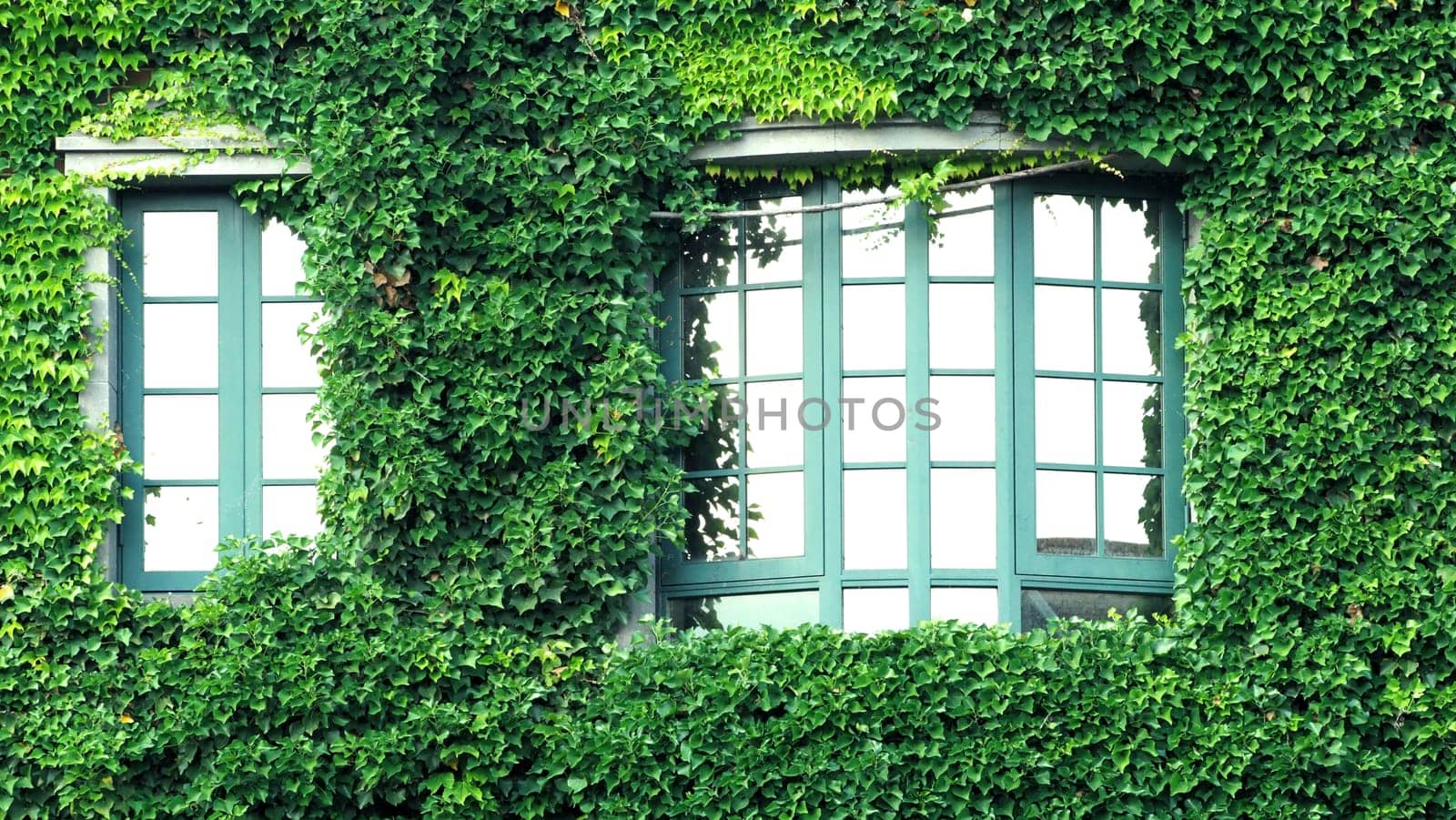 Many crawler green color leaves of Mexican daisy cover all on the old wall and window with european contemporary modern architecture building style.