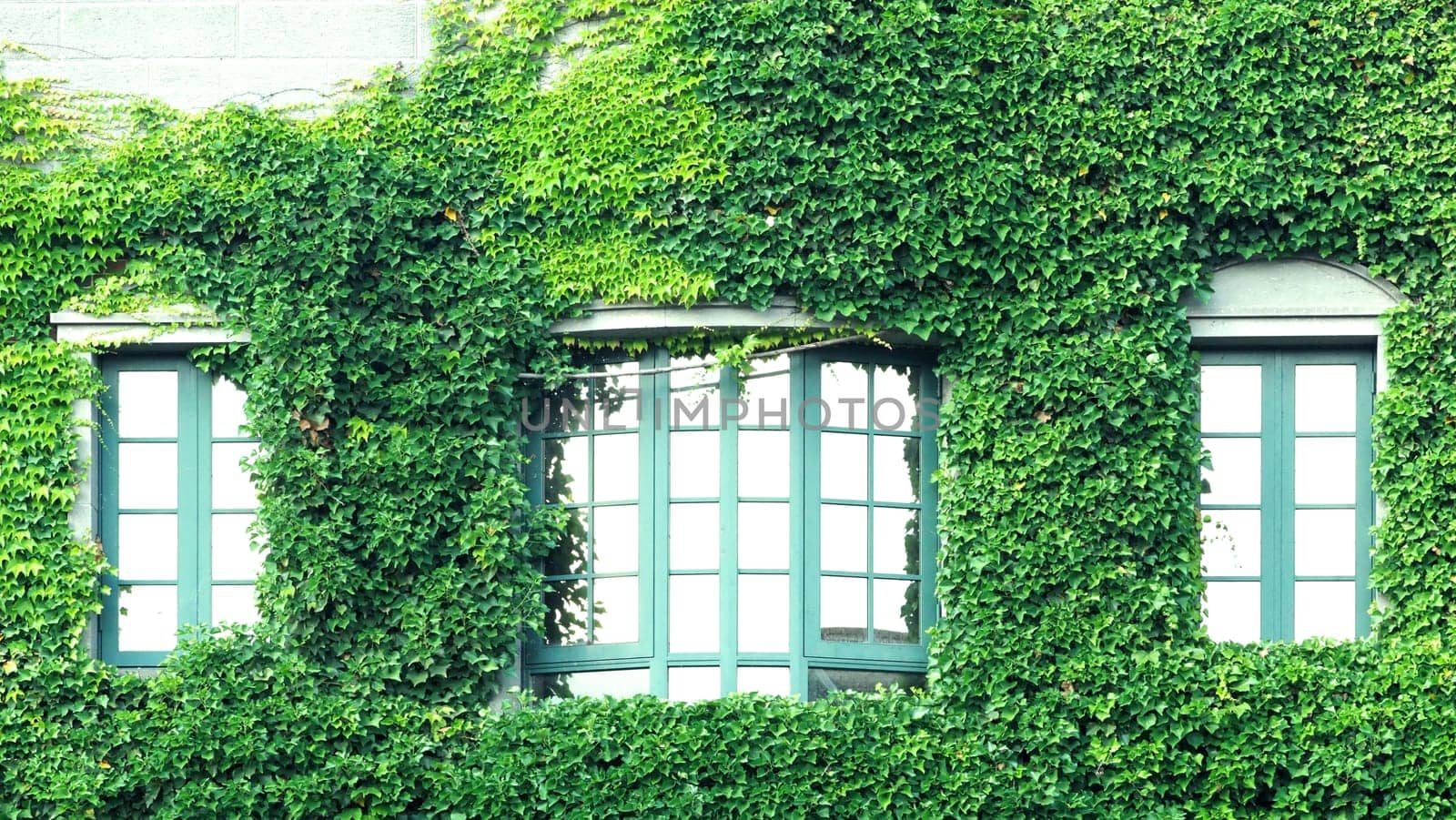 Many crawler green color leaves of Mexican daisy cover all on the old wall and window with european contemporary modern architecture building style.
