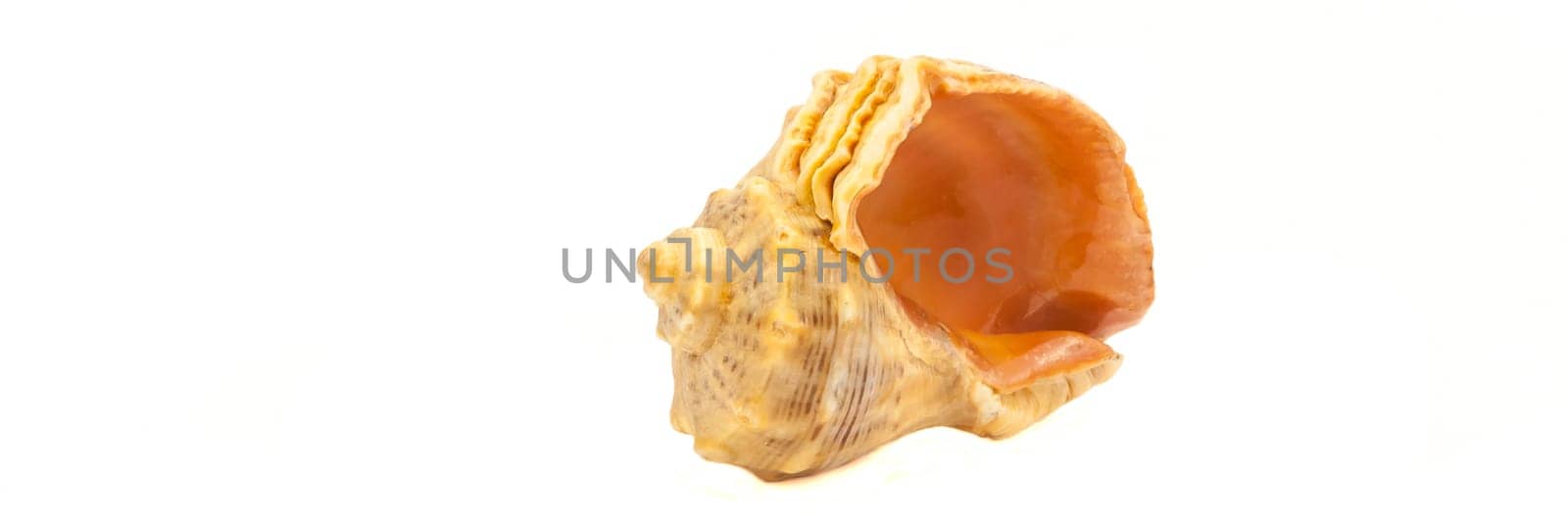 One seashell shell on a white background. Isolated.