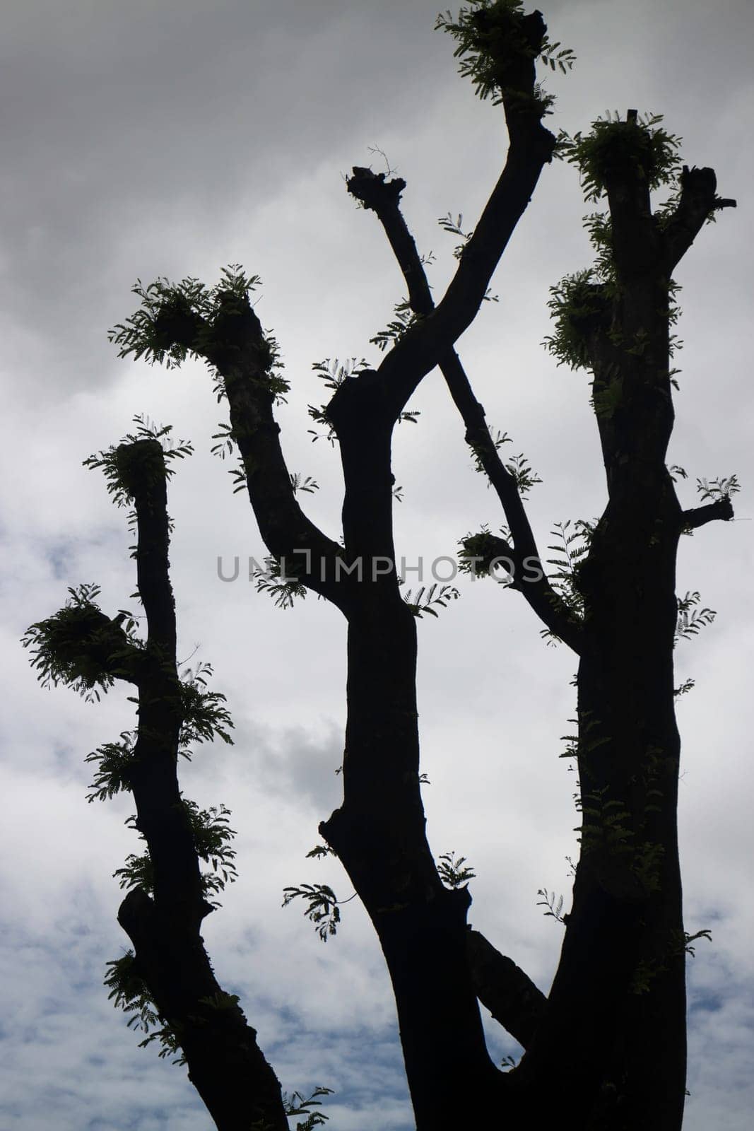 Abnormal form shilouette tree with cloudy sky, stock photo