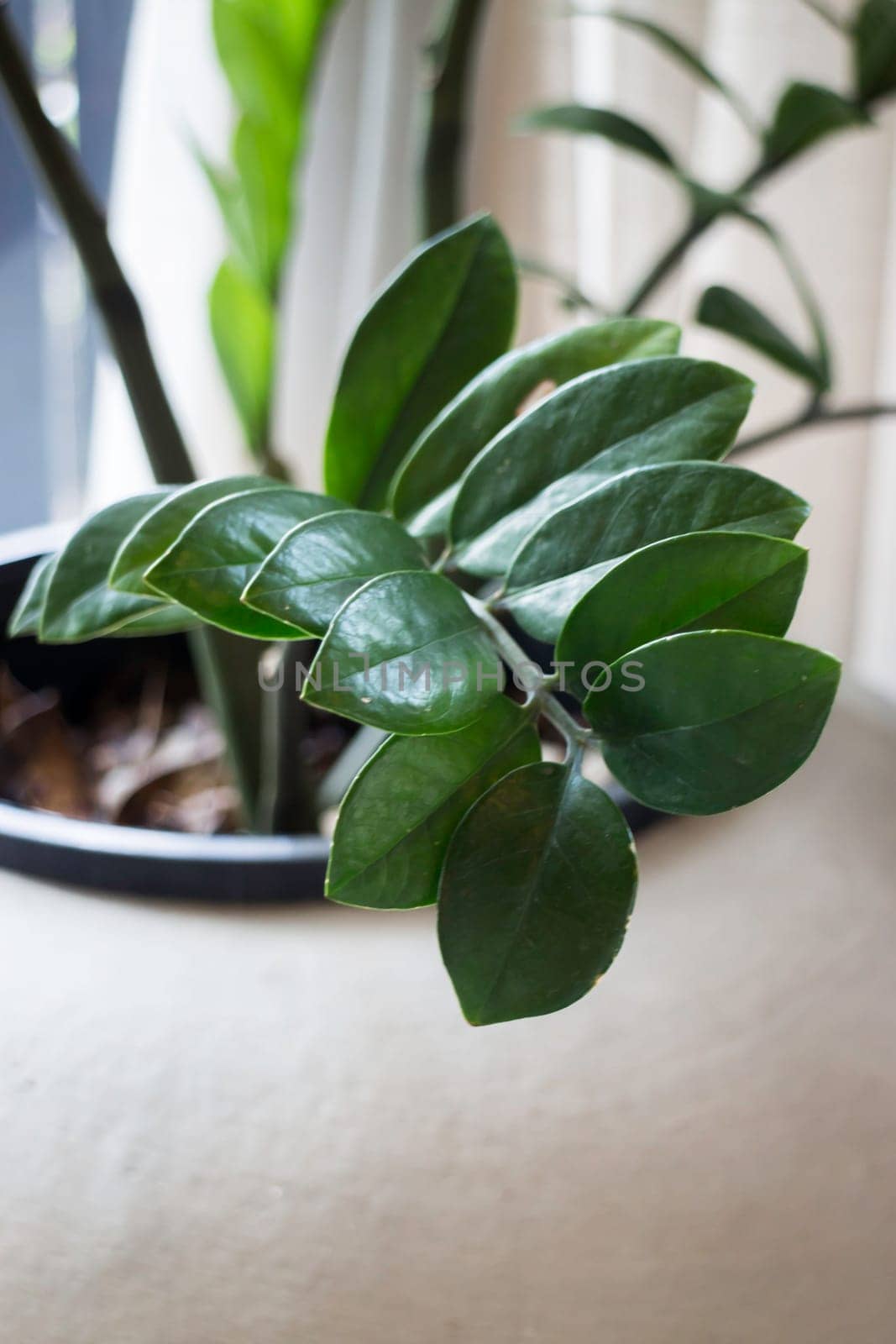 Tropical green leaves in vintage plant pot, stock photo