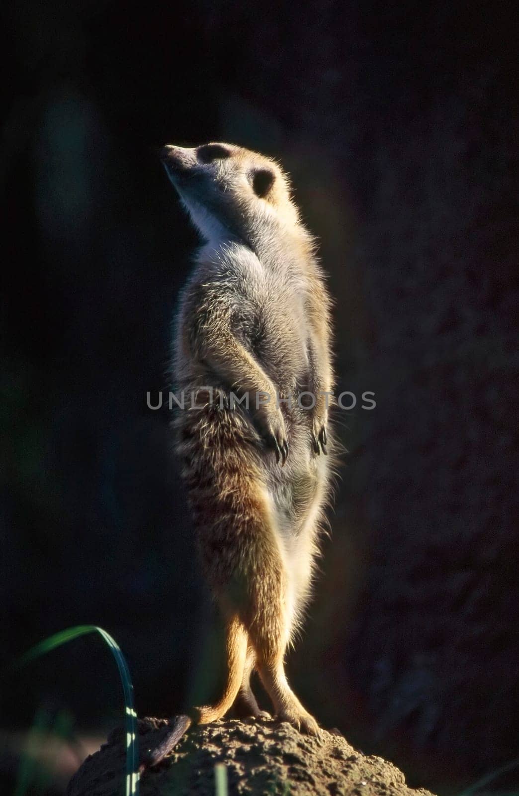 Meerkat on guard