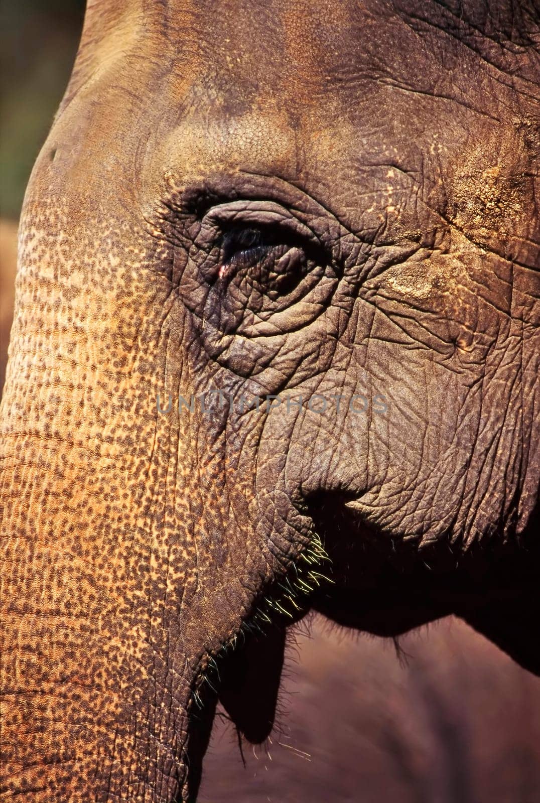 Close up of a elephant head