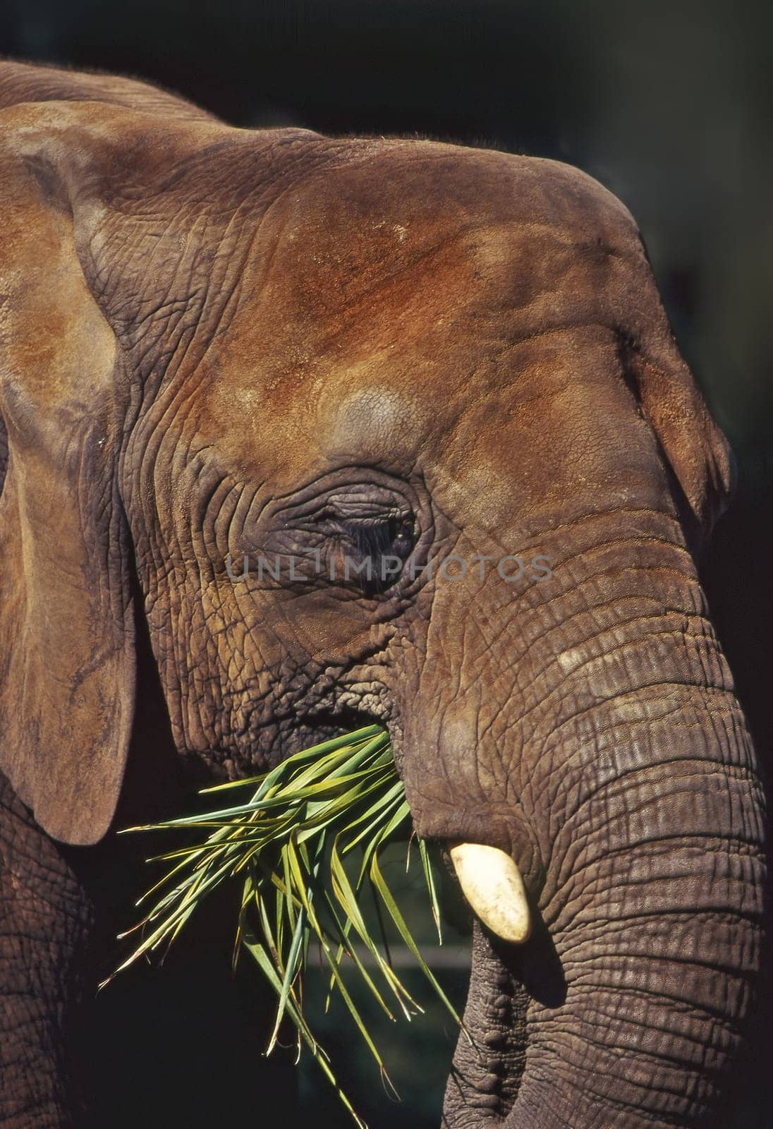 Close up of a elephant head