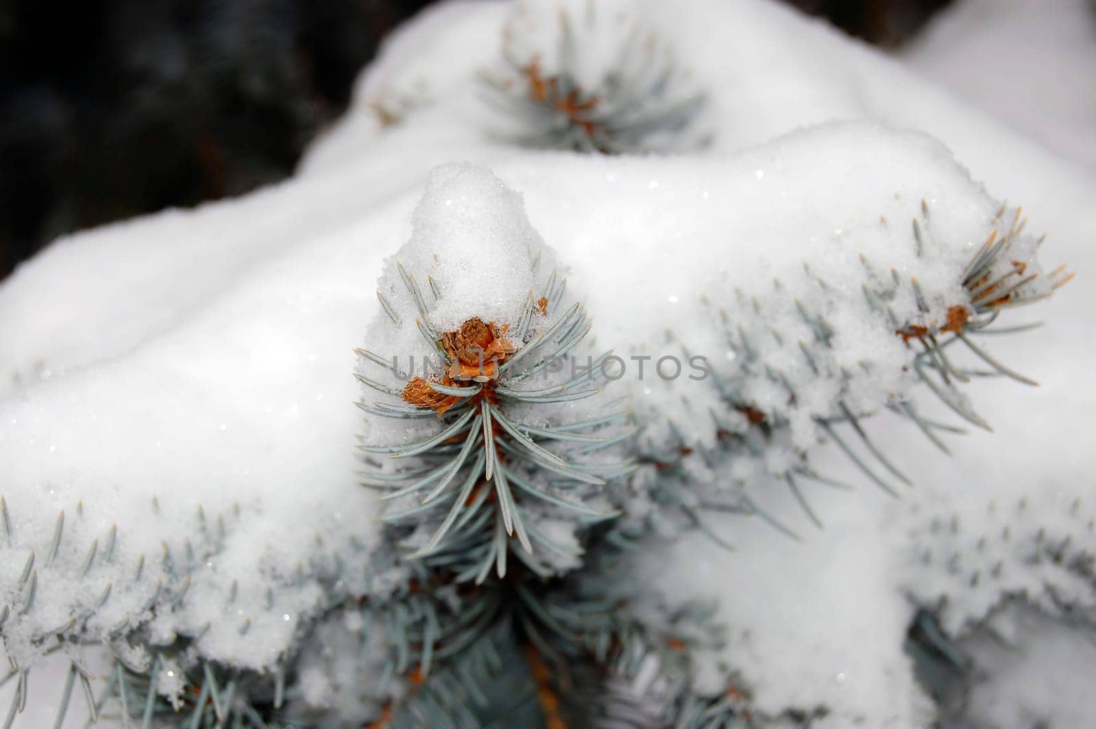 Snow covered pine tree