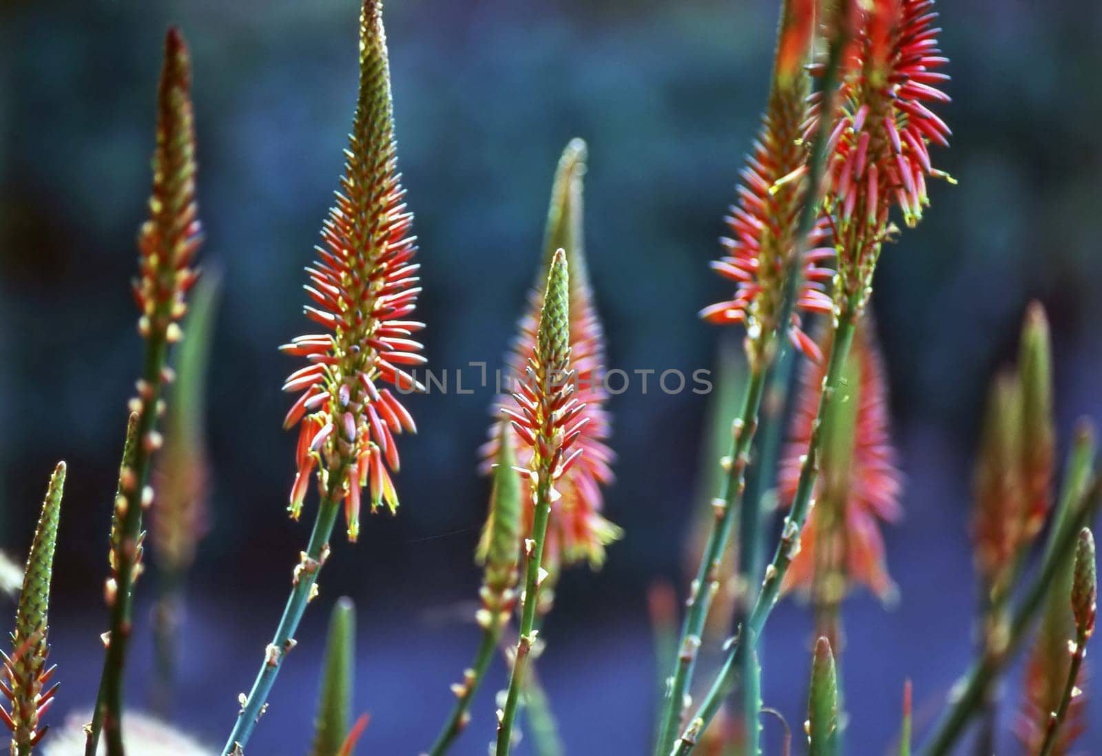 Close up of Aloe in gardens