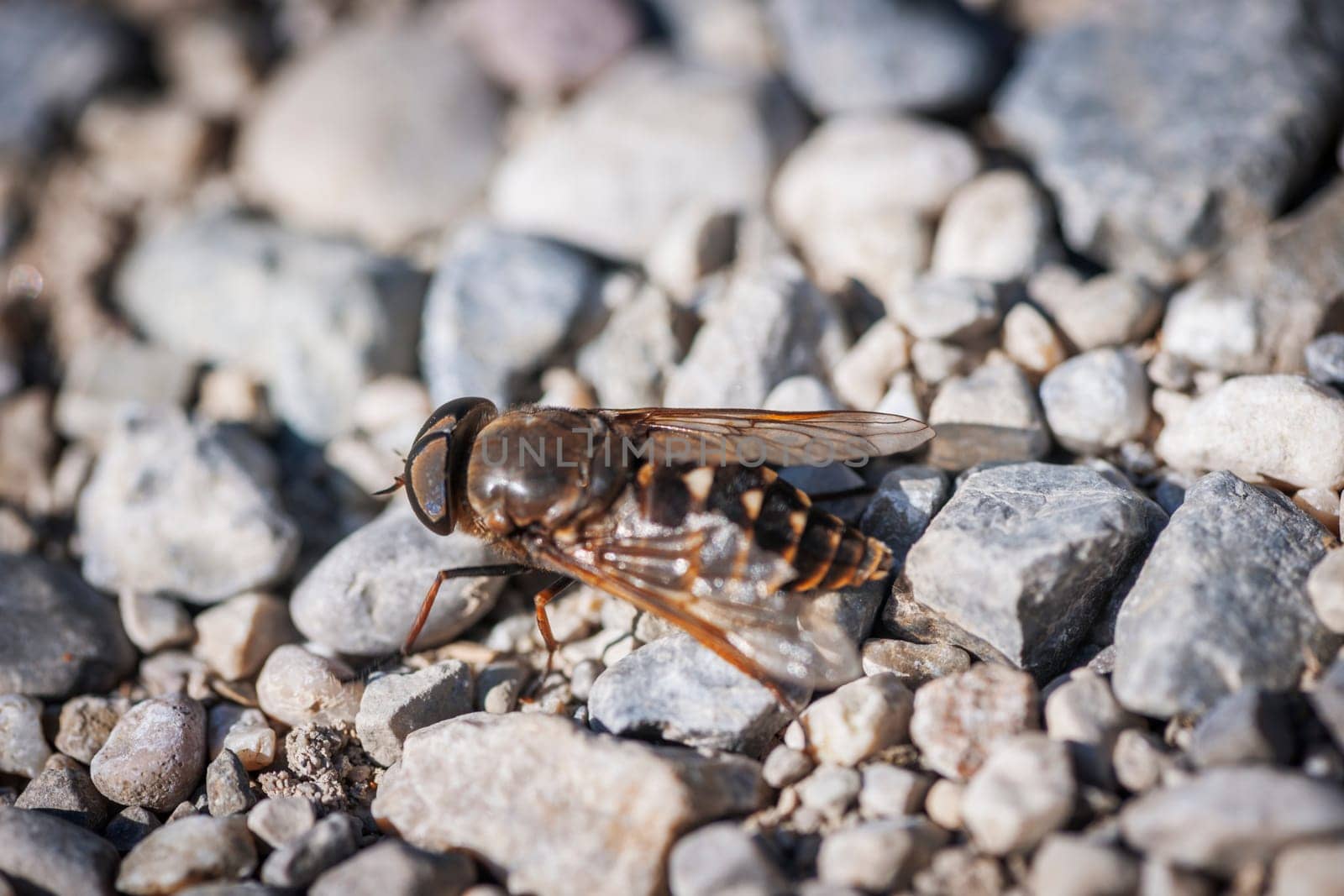 Side full-body view of a hoverfly (Latin: Syrphidae) sitting on gravel stones.
