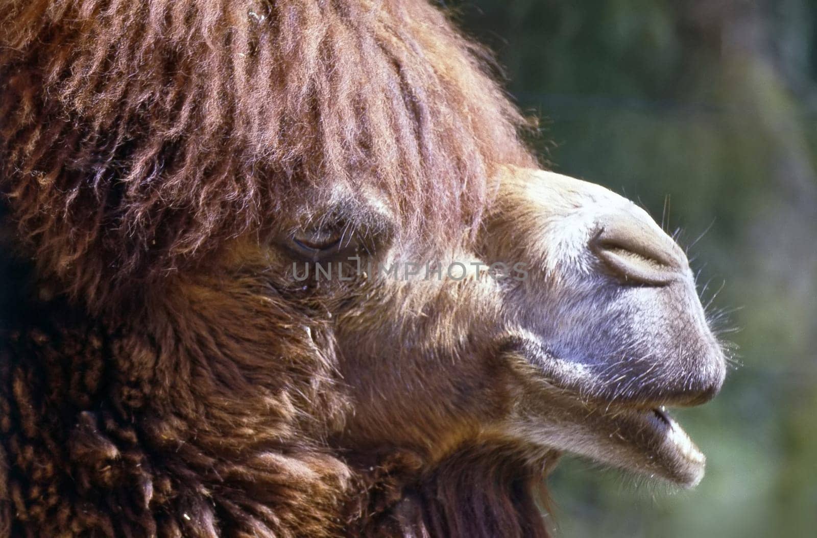 Close up of a camel