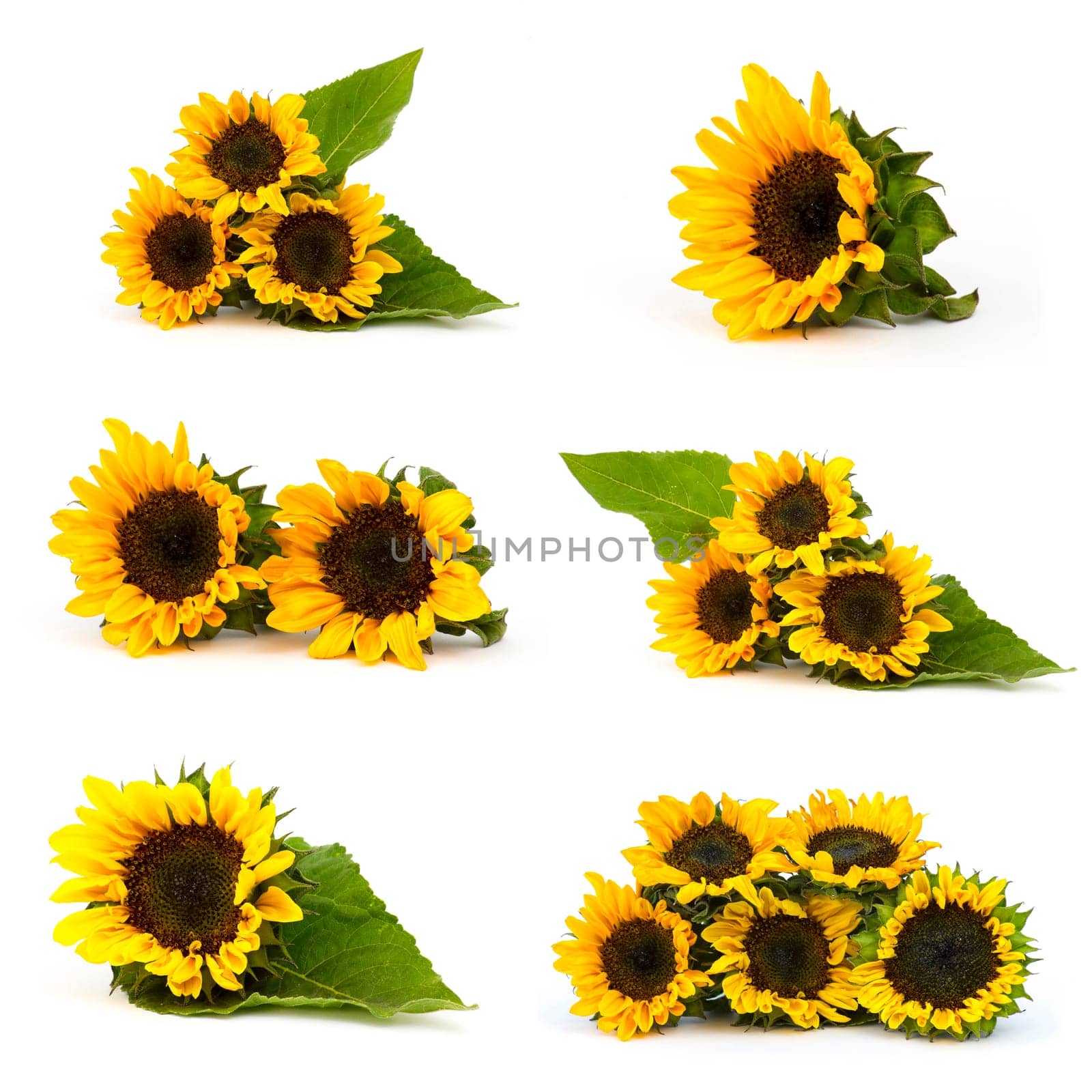 Beautiful sunflowers (Helianthus) - collage