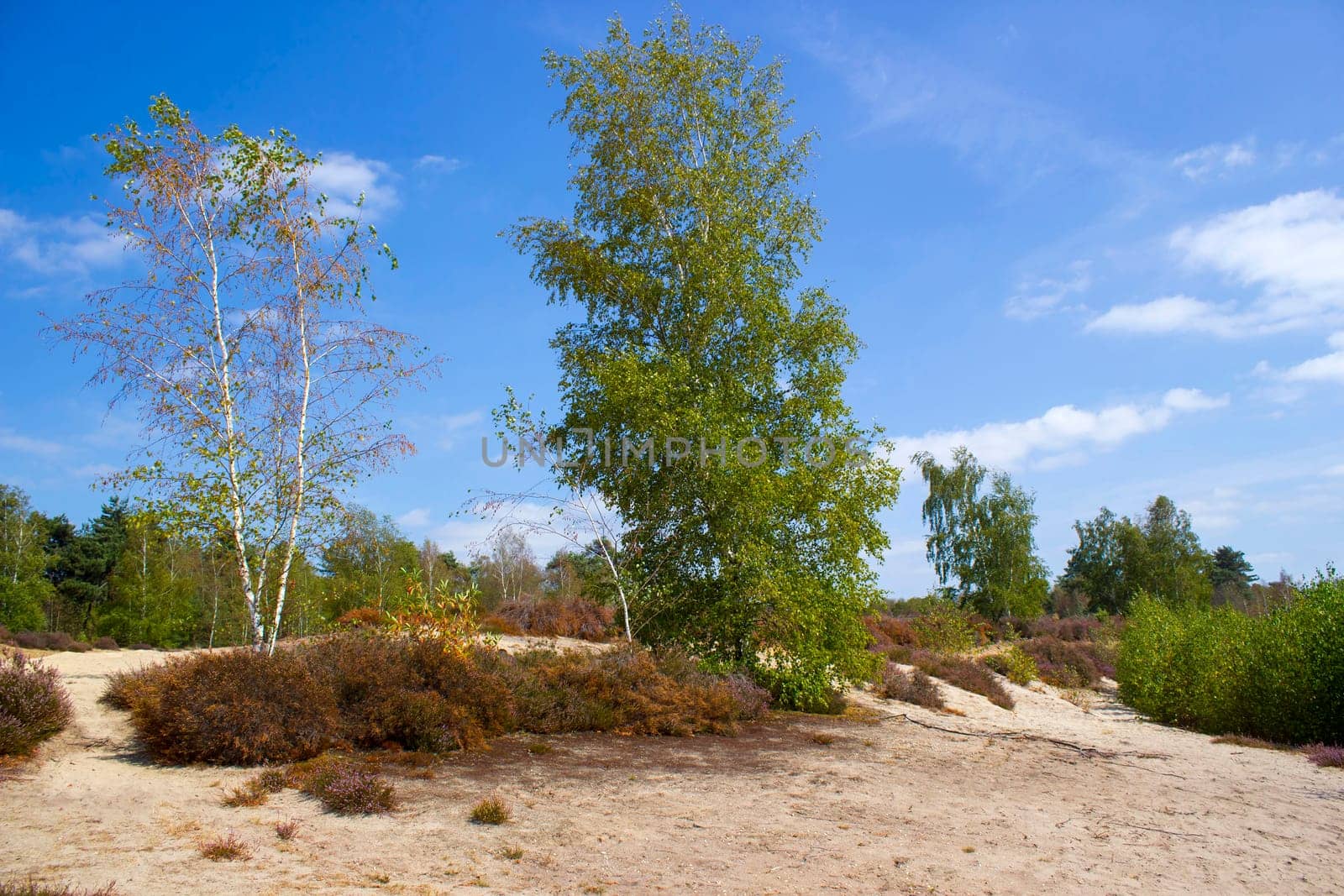 Heathland in National Park Maasduinen in the Netherlands