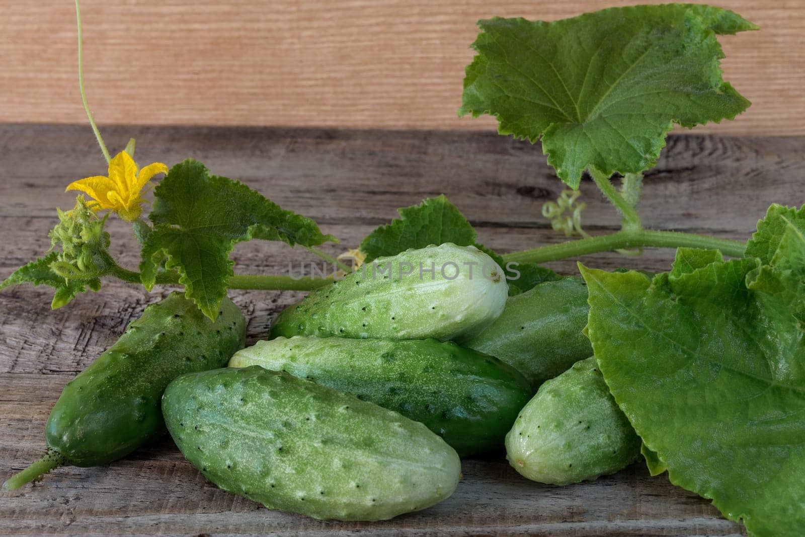 Fresh green cucumbers on a wooden background