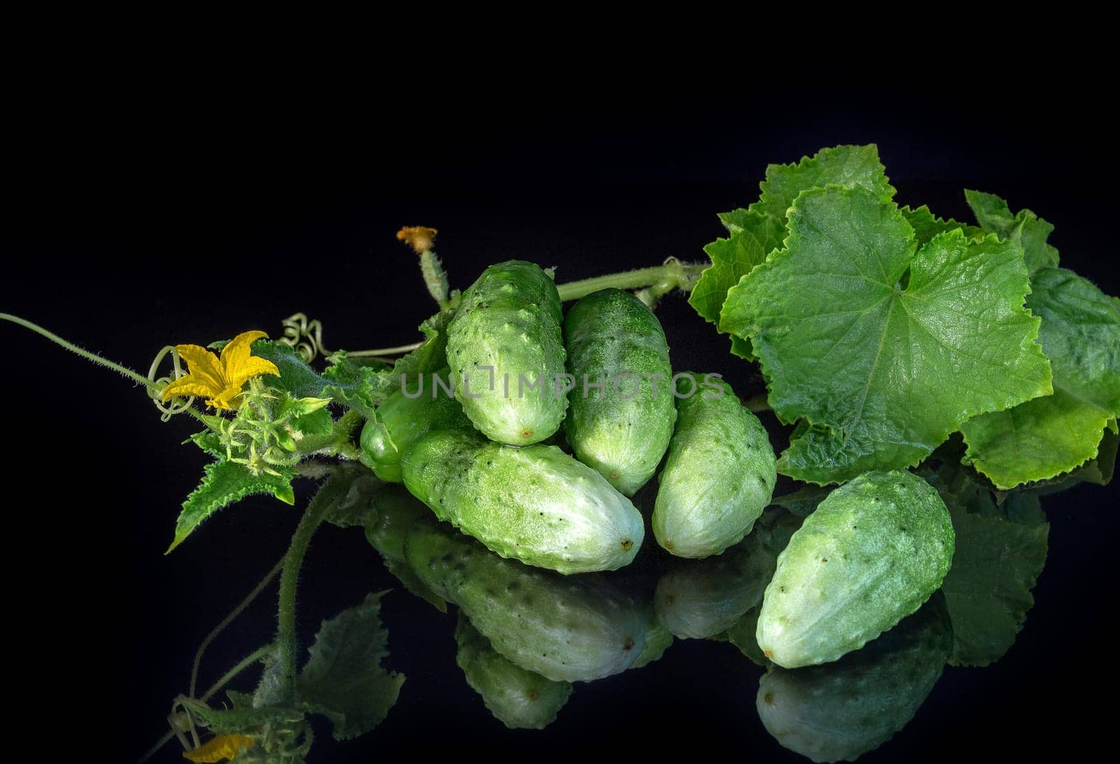 Fresh cucumbers, green on a dark background