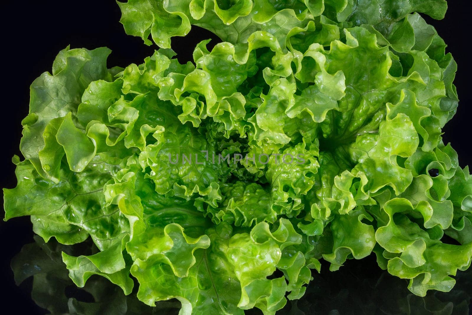 Fresh green salad on a dark backgroundgreen