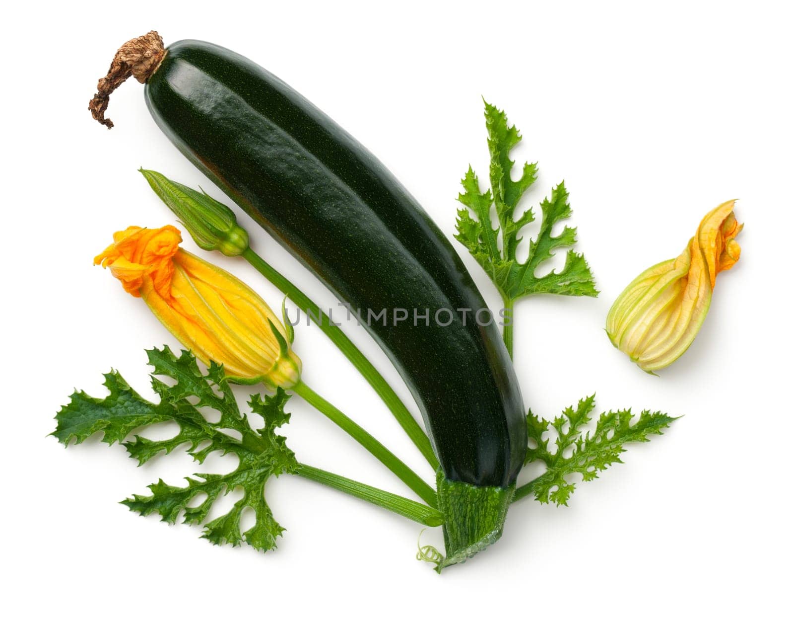 Green zucchini with leaf and flower isolated on white background Top view