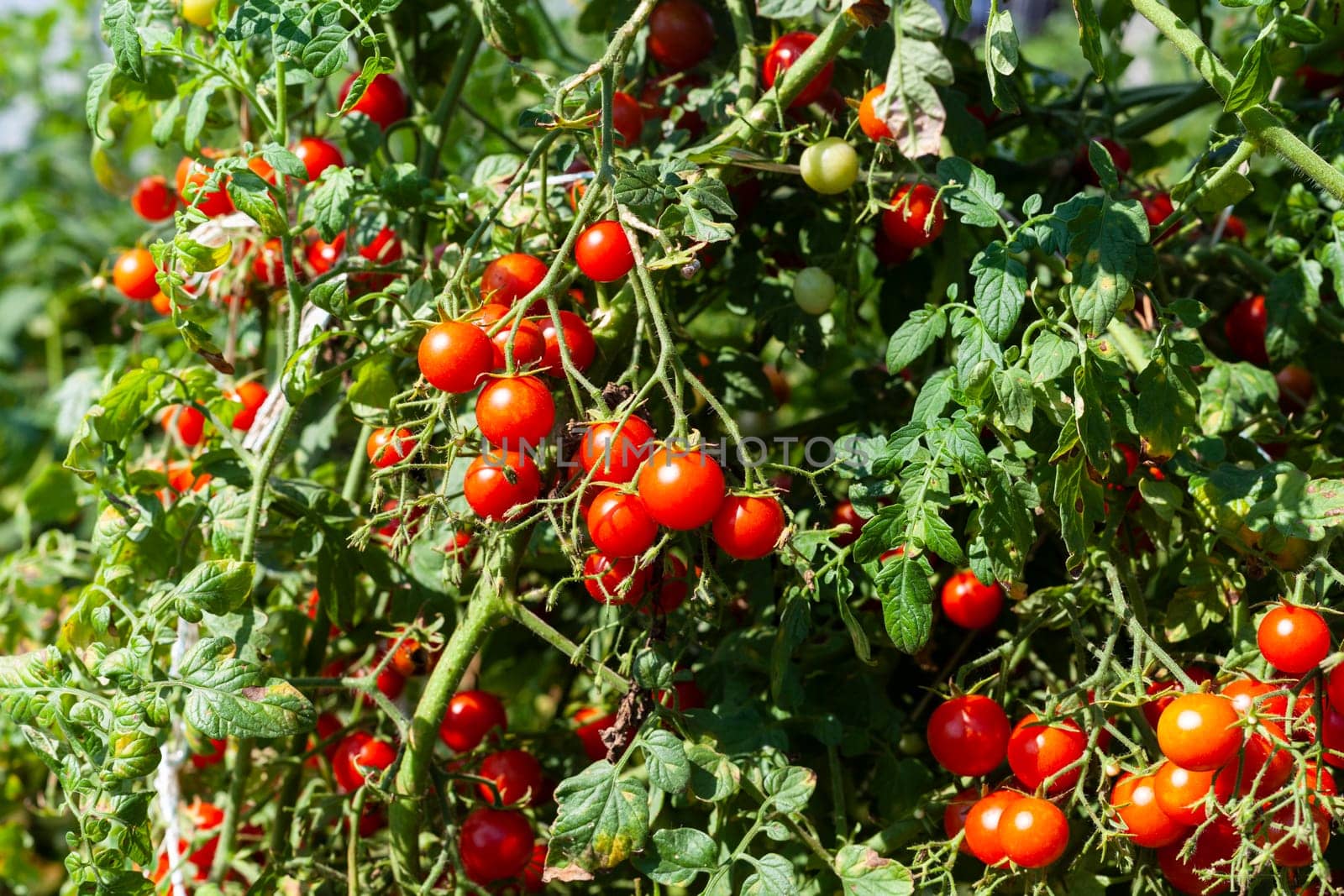 Raw Red Cherry Tomato on a Branch of The Tomato Plant
