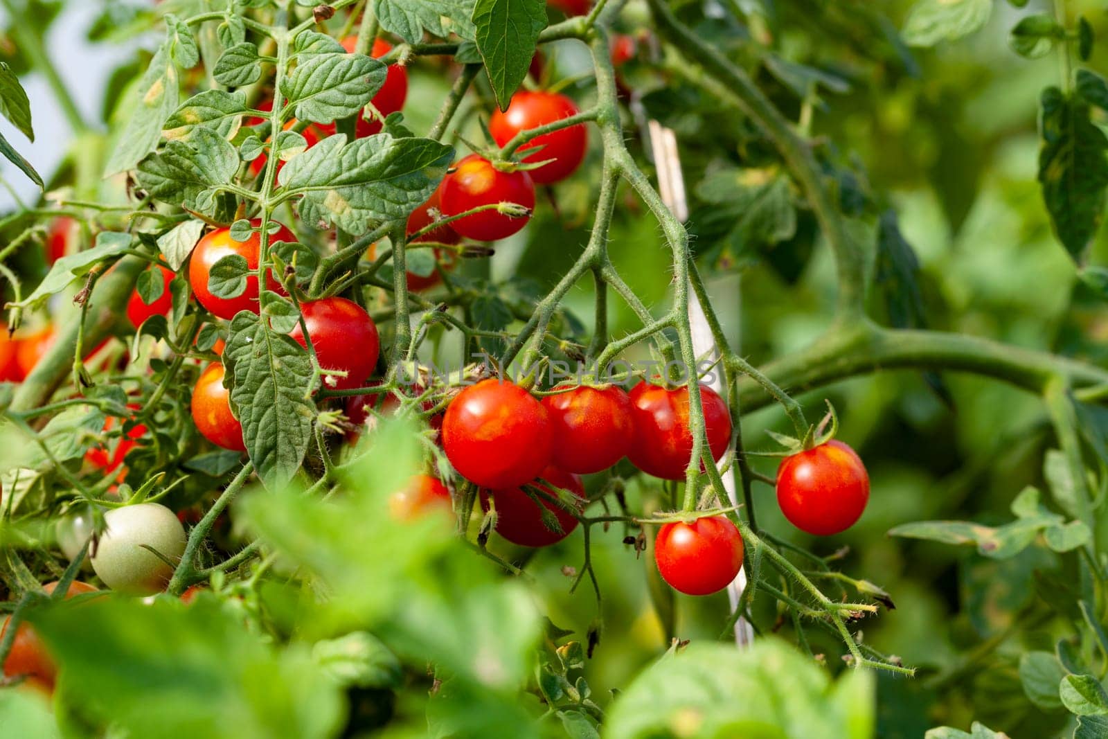 Red Cherry Tomatoes with Green Leaves in Organic Farm