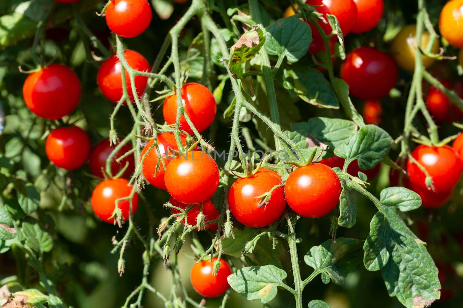 Red Sweet Tasty Organic Cherry Tomatoes Plant Farming