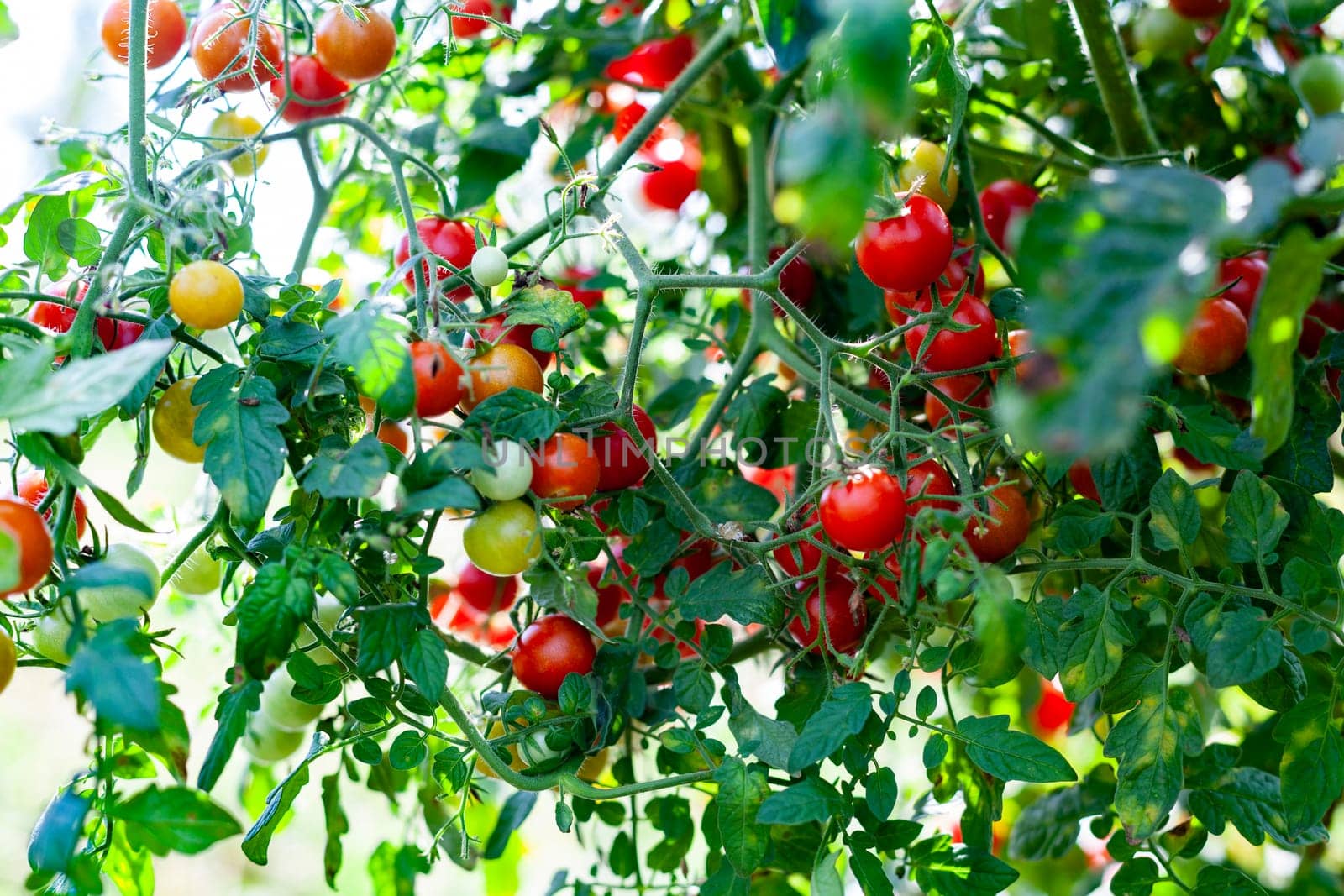Organing Farming Red Cherry Tomatoes Plant Closeup with Imprefect Green Leaves