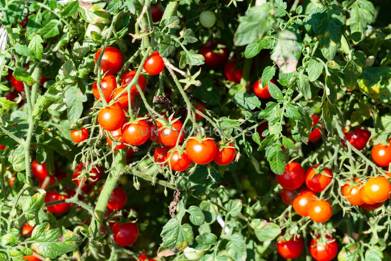 Organic Farming Red Cherry Tomatoes Plant Closeup