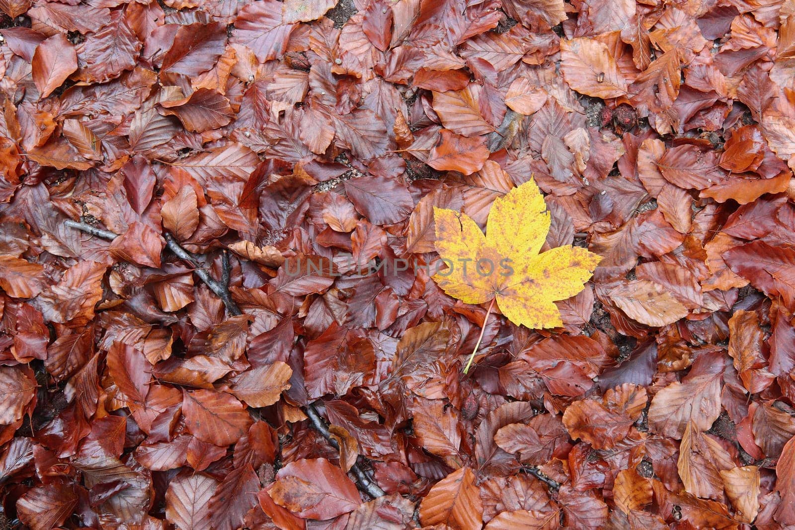 Autum fallen leaves and maple leaf - detail