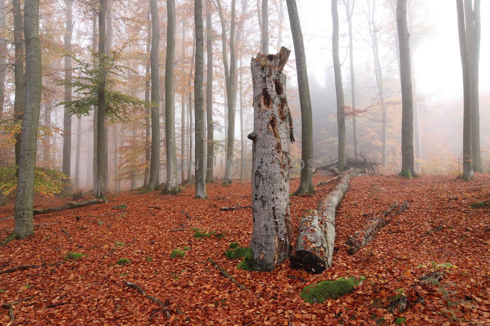 Beechwood Voderady - large beech forest with rare species of plants and animals, Prague-East District, Central Bohemian Region, Czech Republic