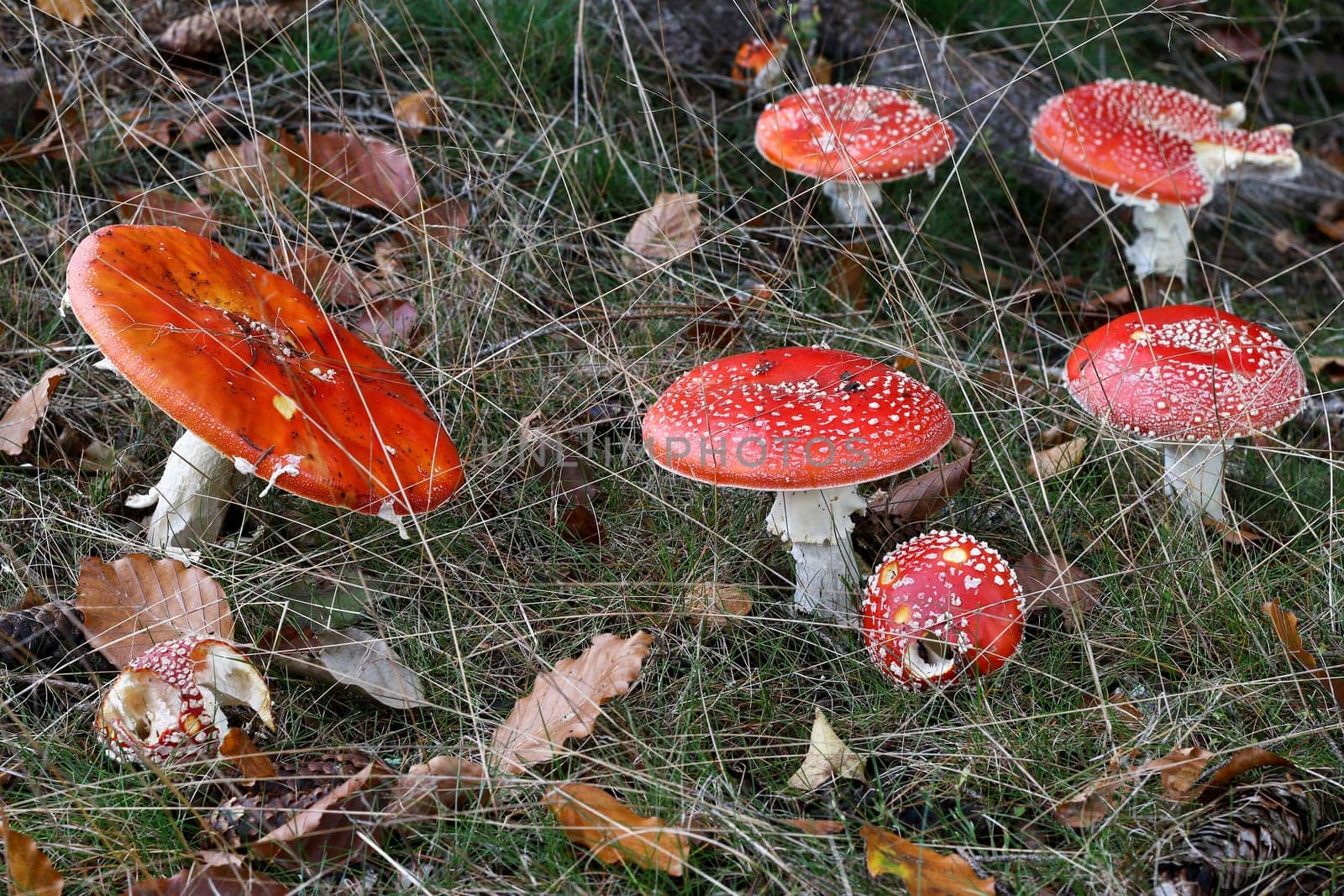 Amanita muscaria - fly poison amanita - in a forest