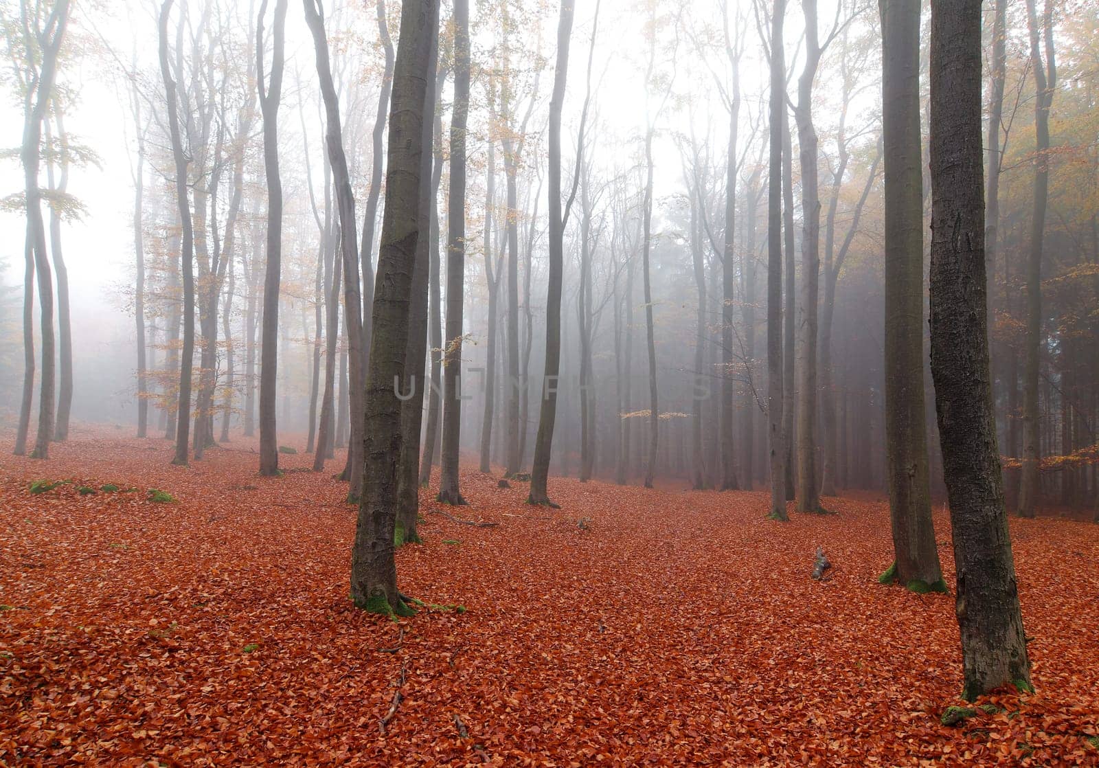 Beech woods in autumn early morning
