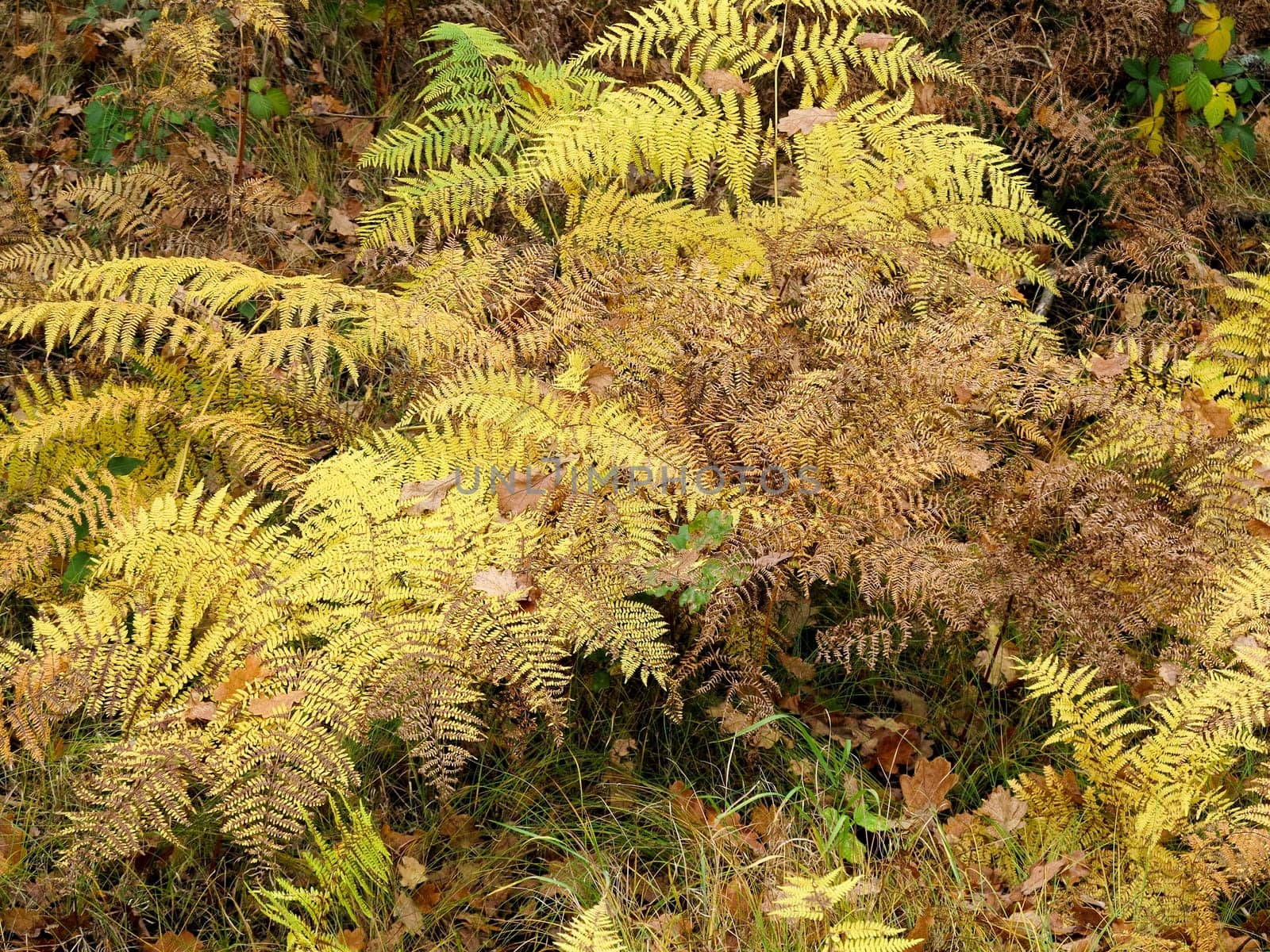 Abstract image of the fern in autumn forest