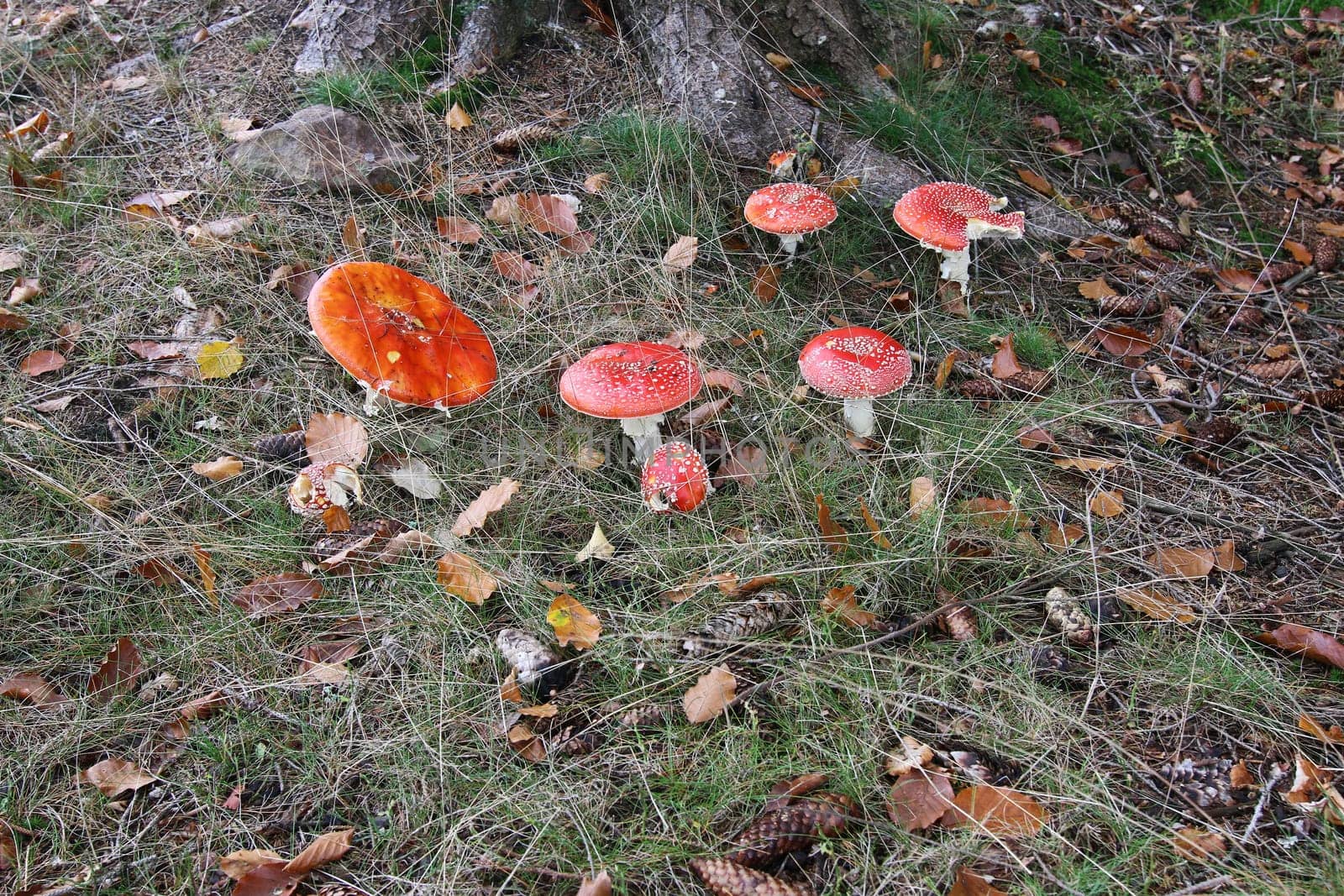 Fly poison amanita in a forest - detail