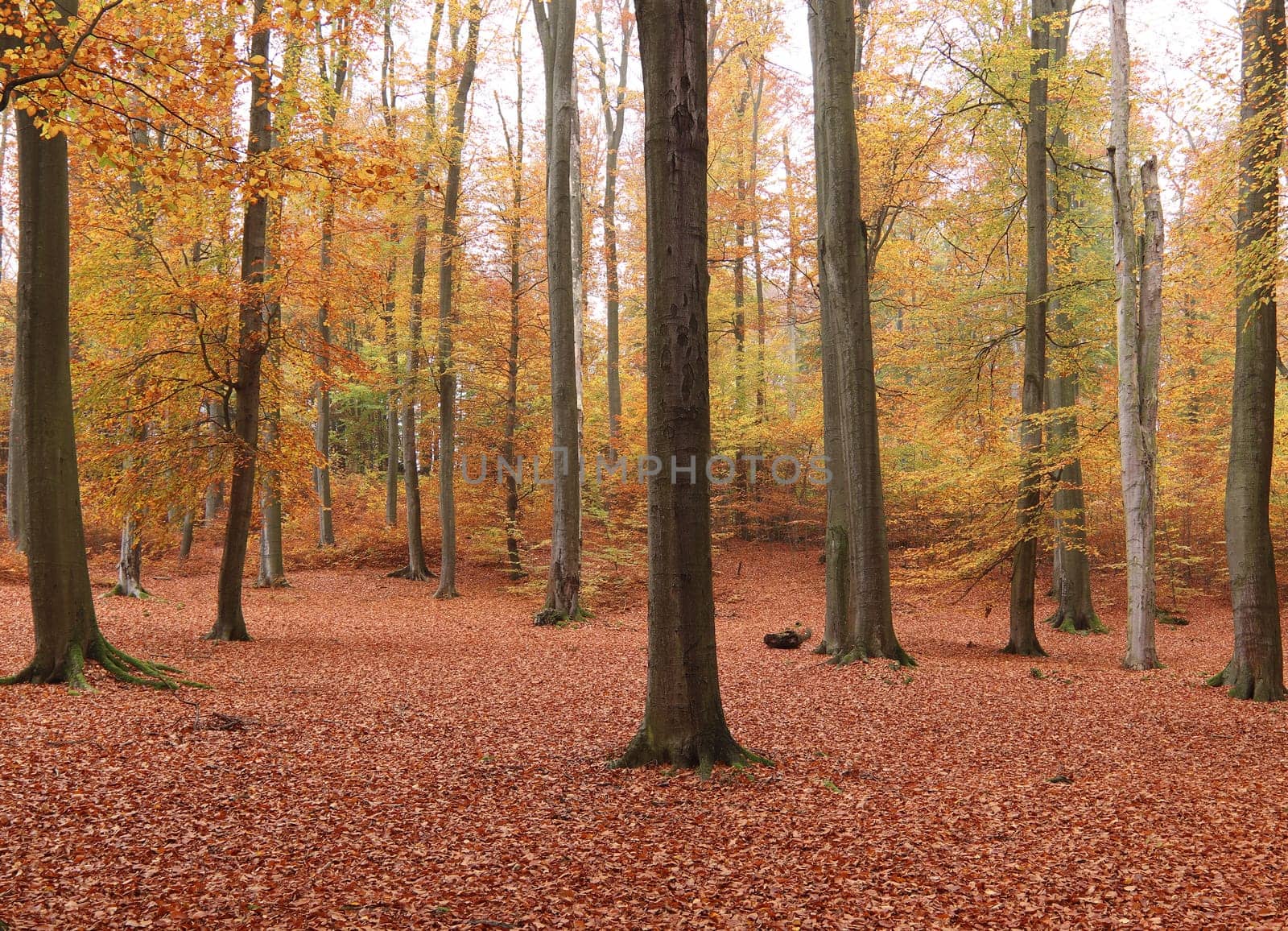 Beechwood Voderady - large beech forest with rare species of plants and animals, Prague-East District, Central Bohemian Region, Czech Republic