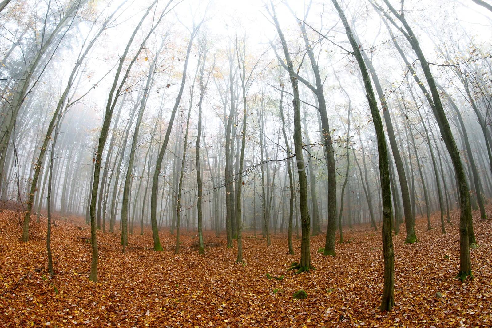 Young beech forest in autumn
