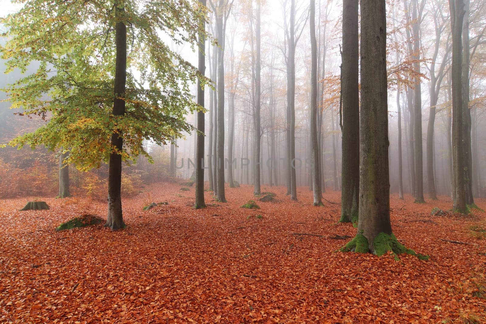 Beech woods in autumn