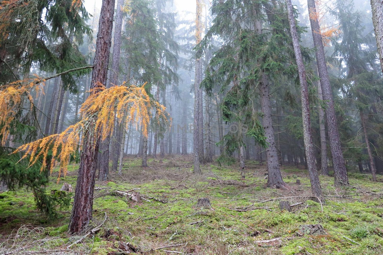 Coniferous forest in the morning autumn fog