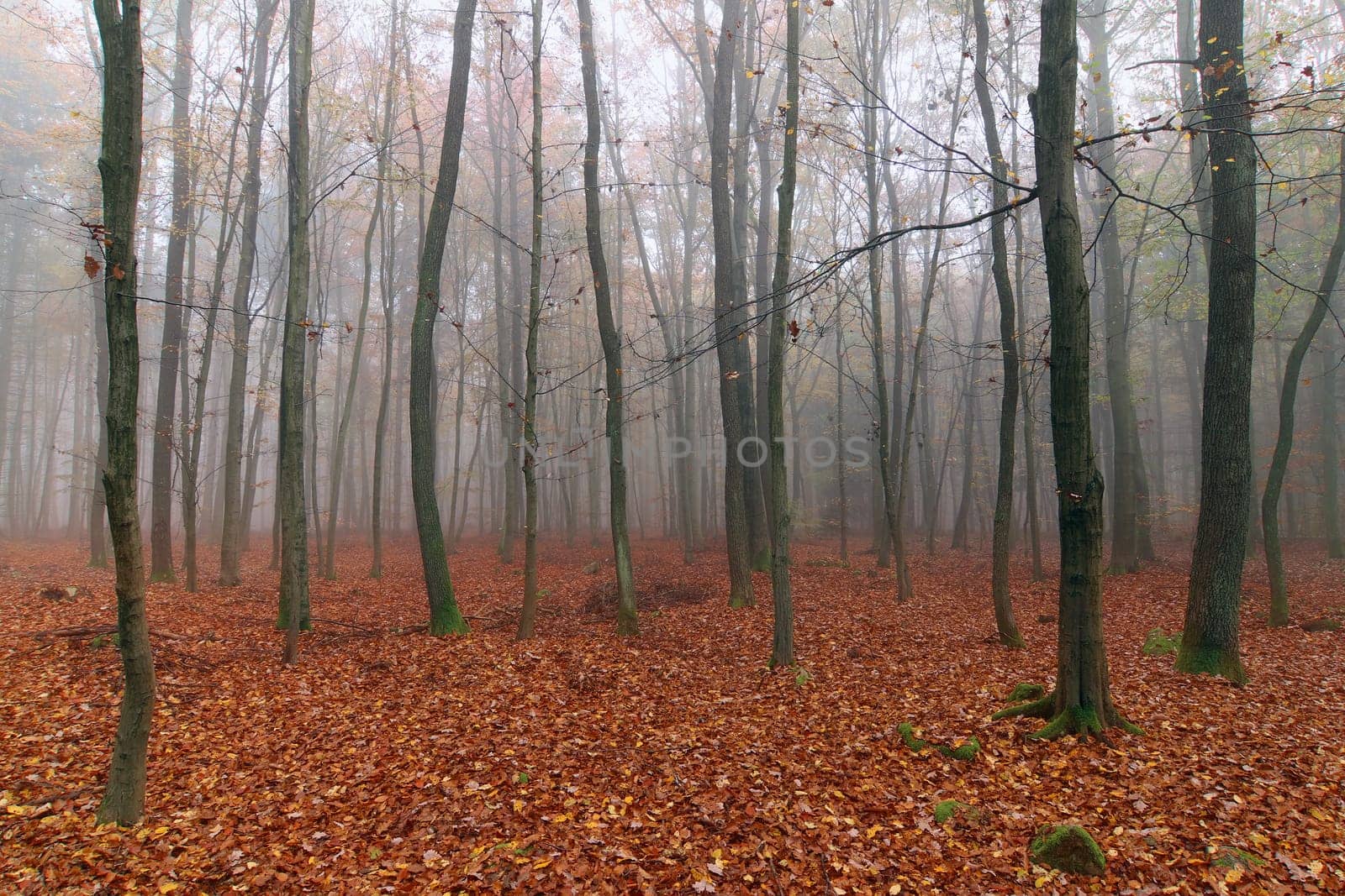 Misty autumn beech forest