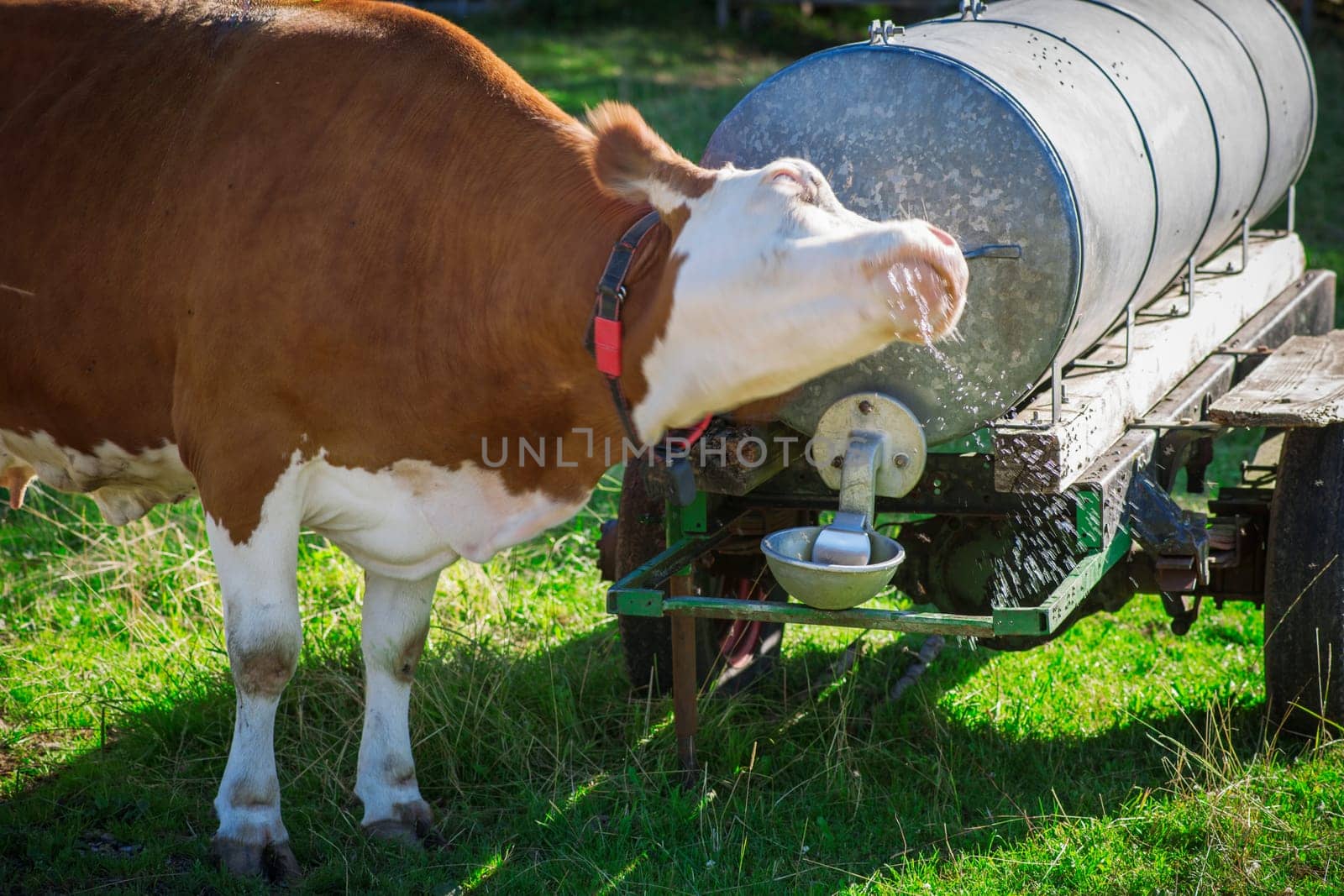 Side view of a Michkuh shaking himself at a water tank with water gushing around on a cattle pasture in Bavaria in sunny weather.
