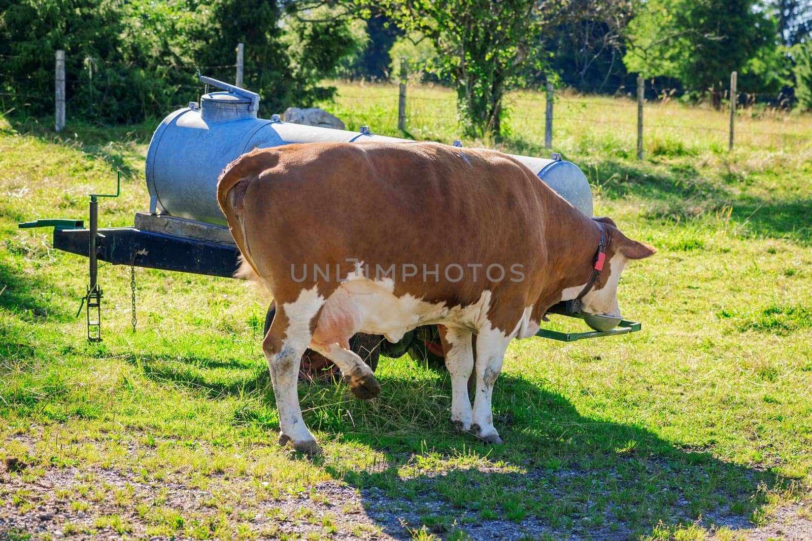 Water tank on a cattle pasture in Bavaria with single drinking brown-white dairy cow.