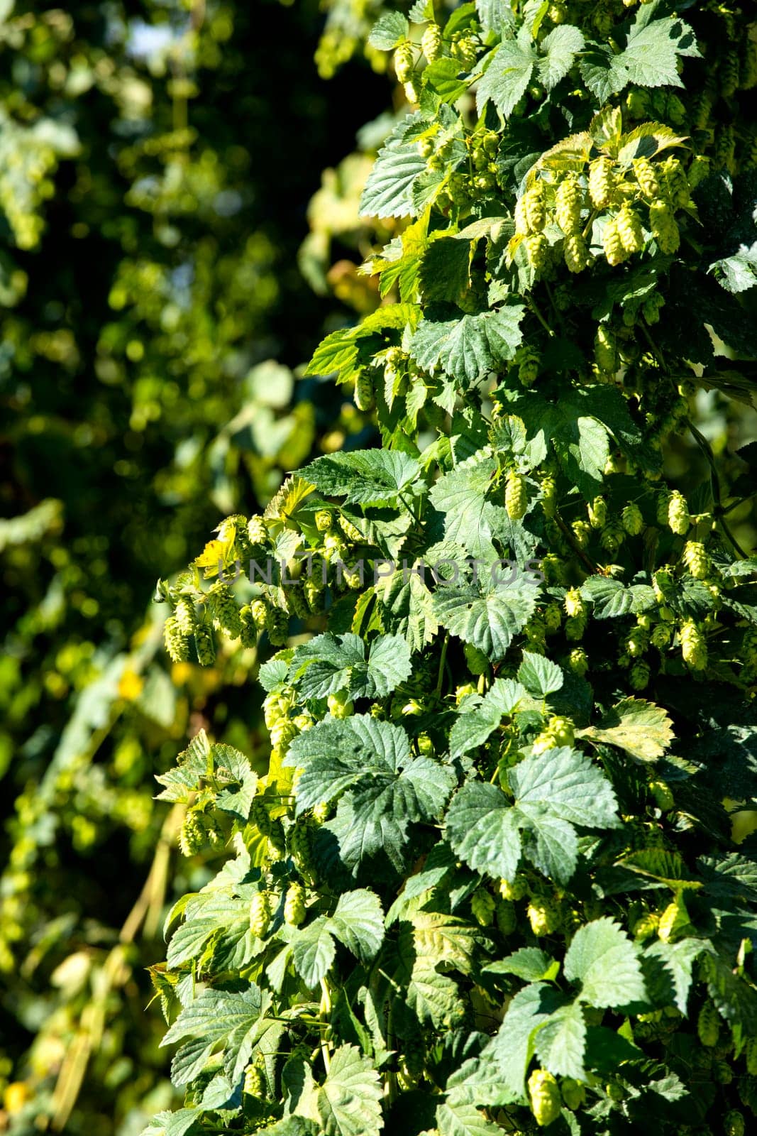 hops field, Bavaria