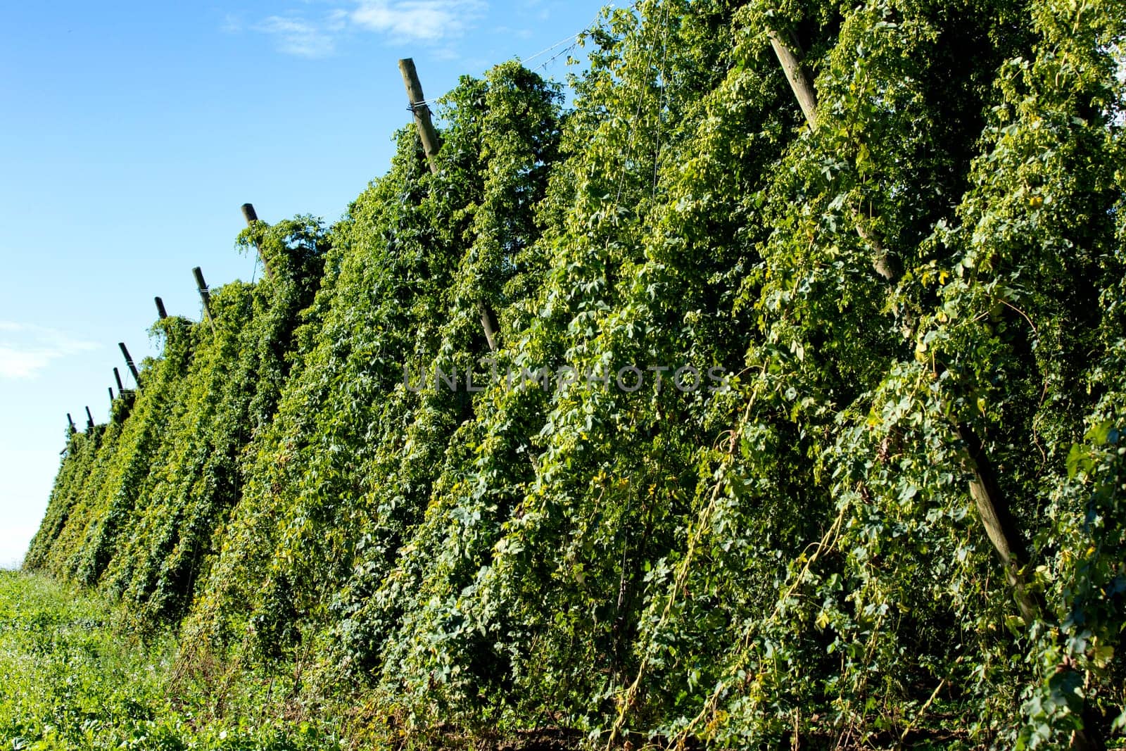 hops field, Bavaria