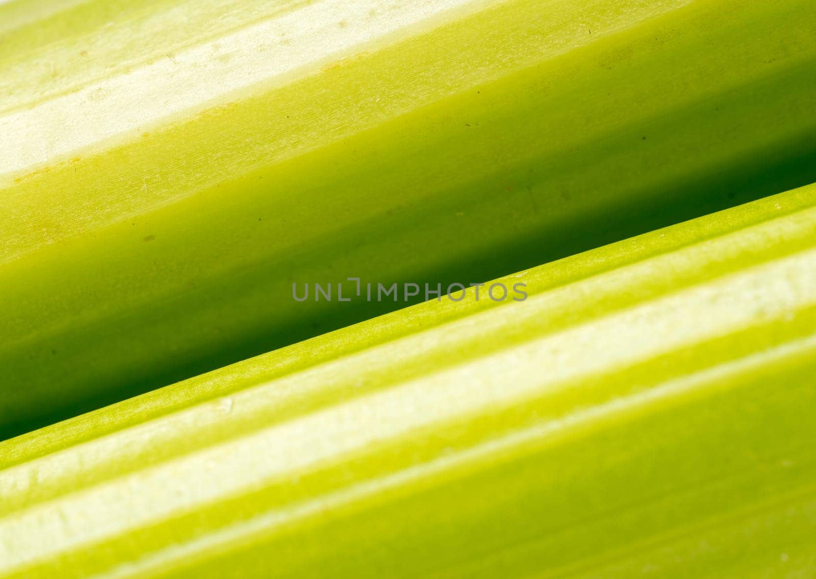 green vibrant celery vegetable, close up and background
