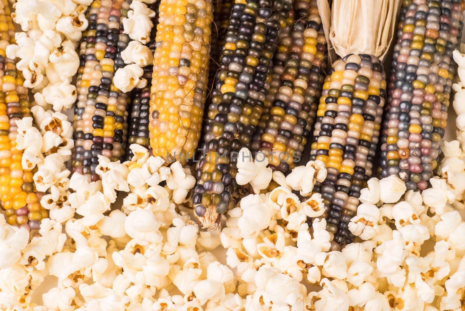 bunch of organic dried multicolored corn on the cob ready to pop popcorn or make grit with already popped popcorn